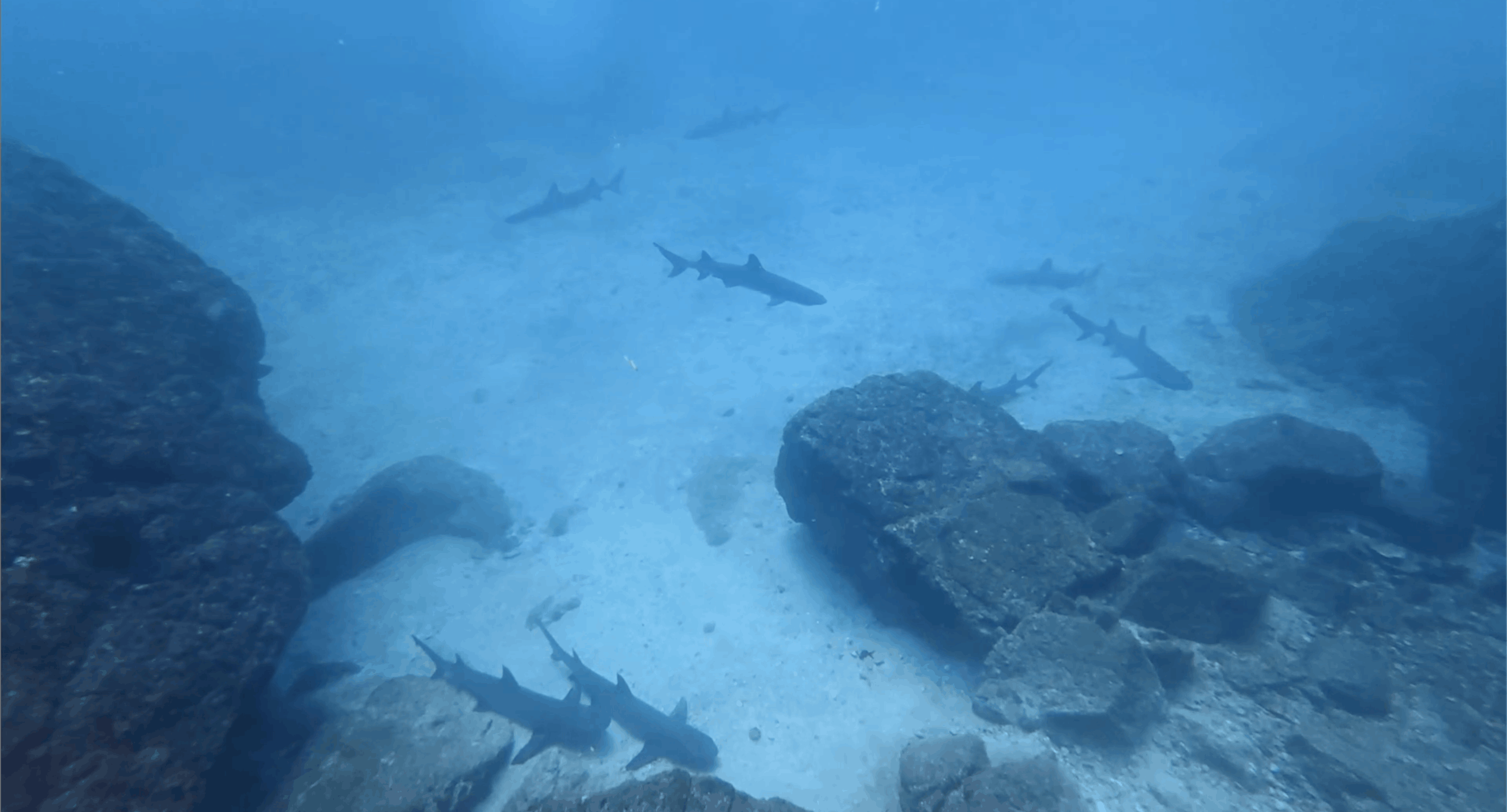 White tip reef sharks at Wahoo Rock, Coiba, Panama