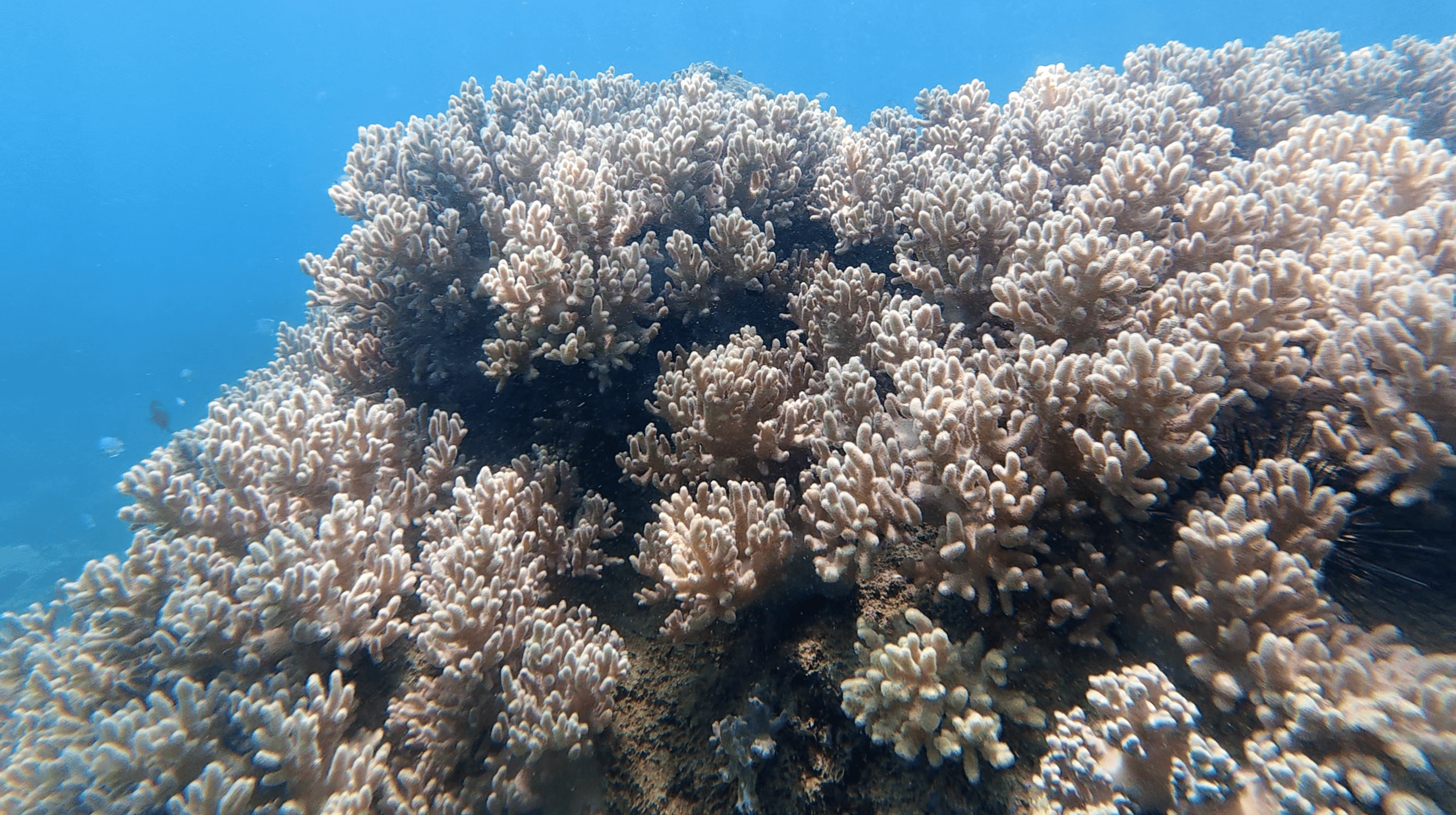 Dense stand of soft coral on the top of the reef at Dam Bay, Nha Trang, Vietnam
