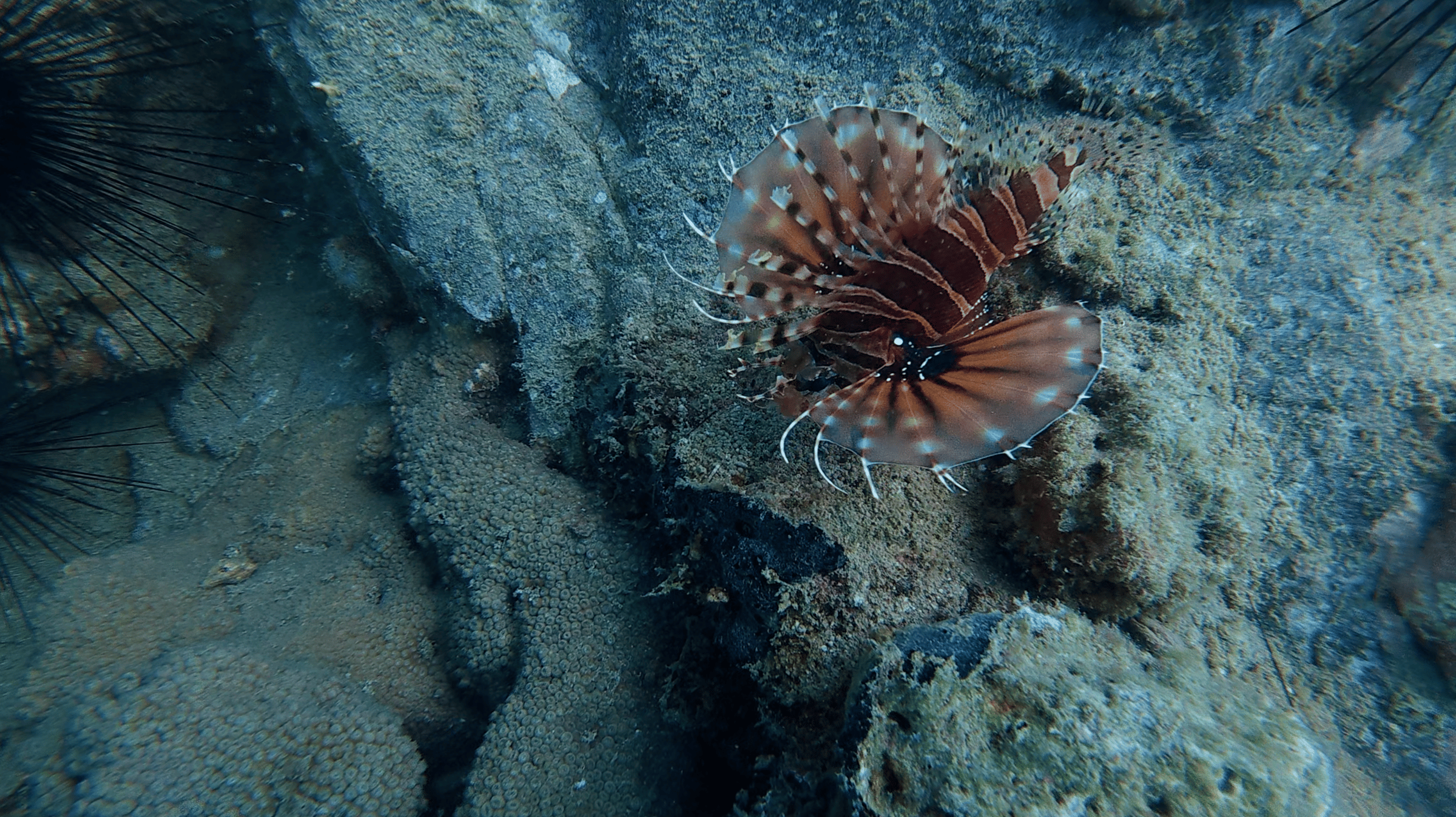 Fish with broad fanned fins pressed against rock beside urchin spines at Dam Bay, Nha Trang, Vietnam