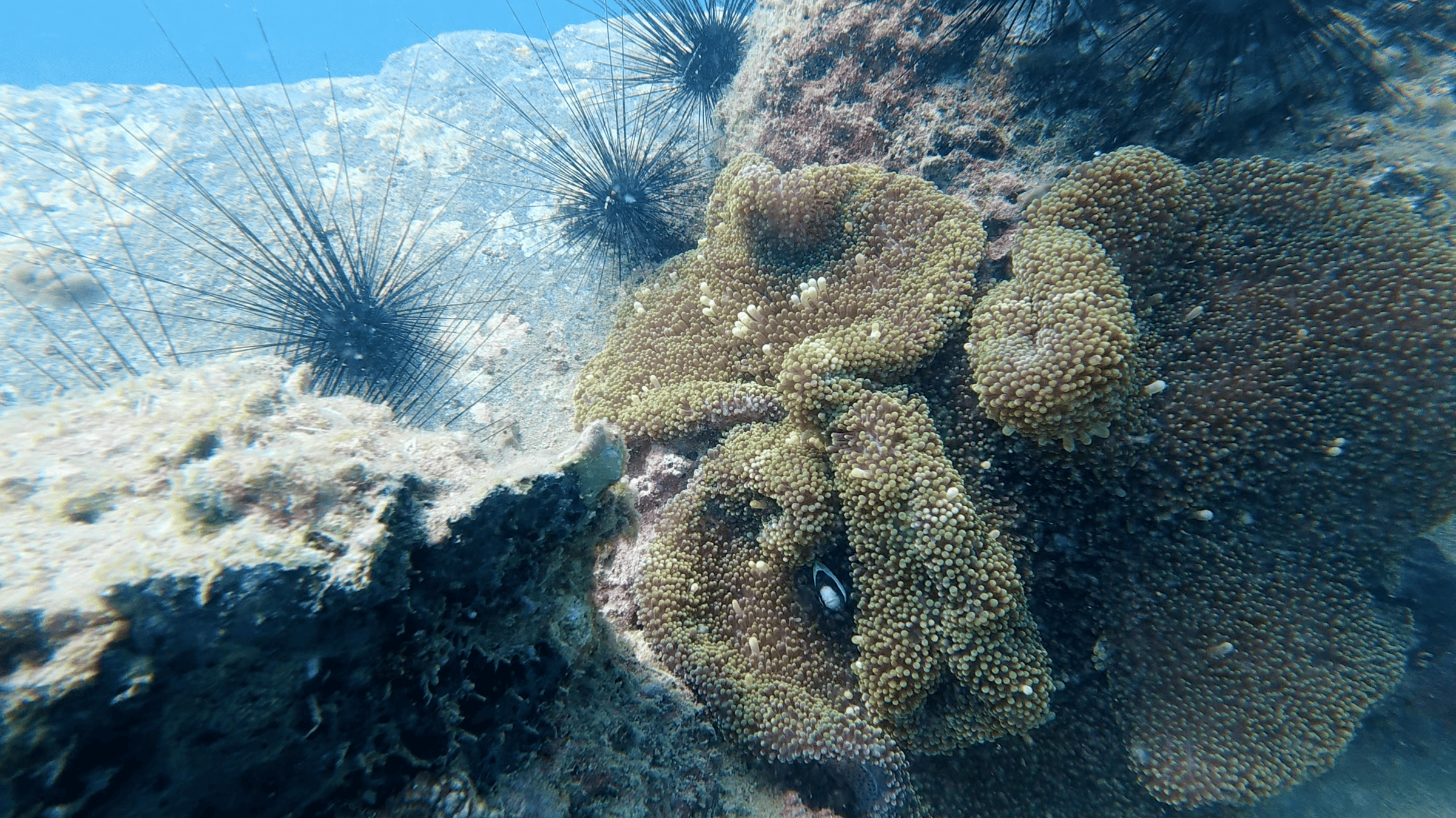 Coral colony growing beside long spined urchins in the shallows at Dam Bay, Nha Trang, Vietnam