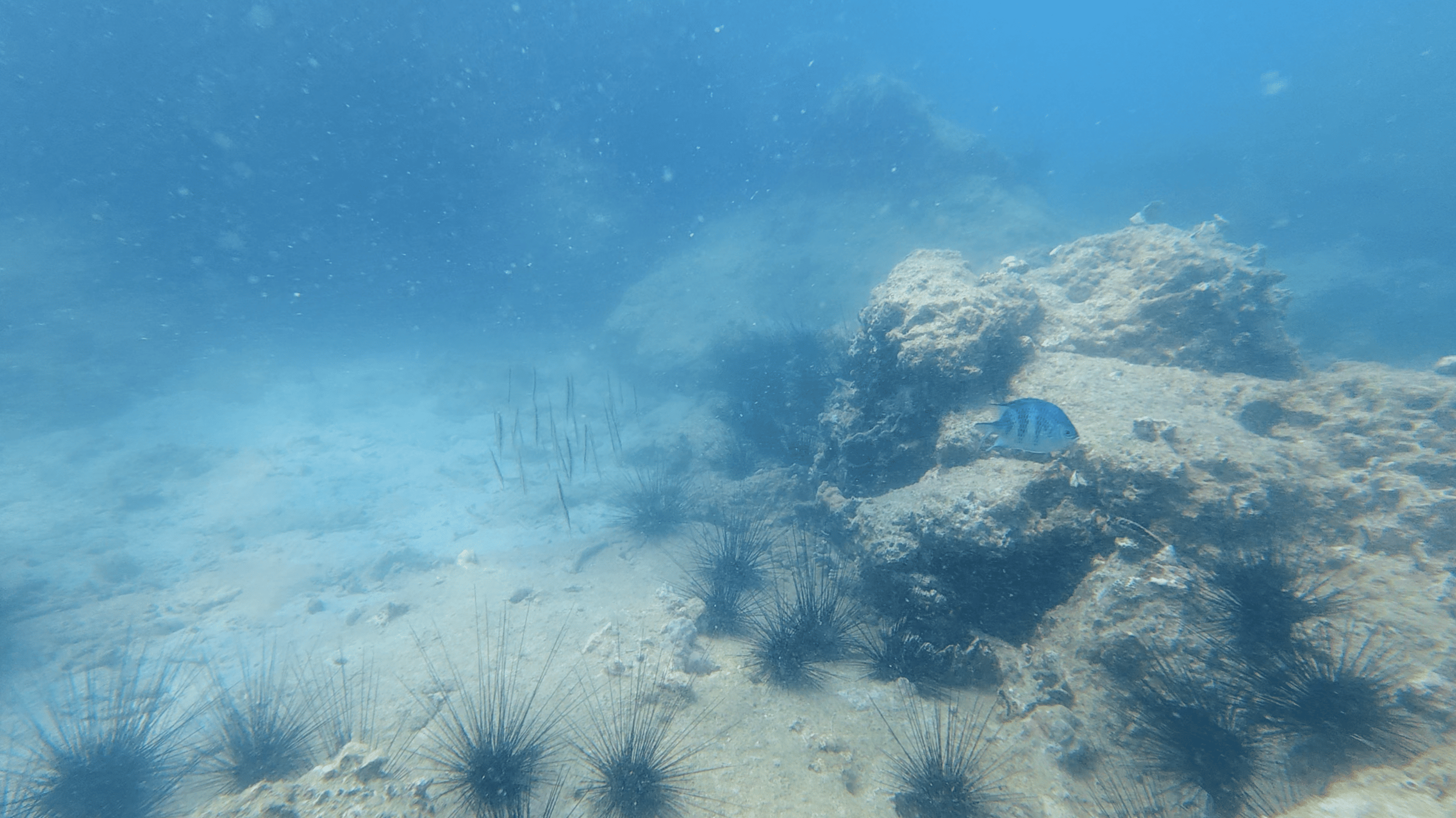 Sandy rubble bottom covered in long spined urchins with limited visibility at Dam Bay, Nha Trang, Vietnam