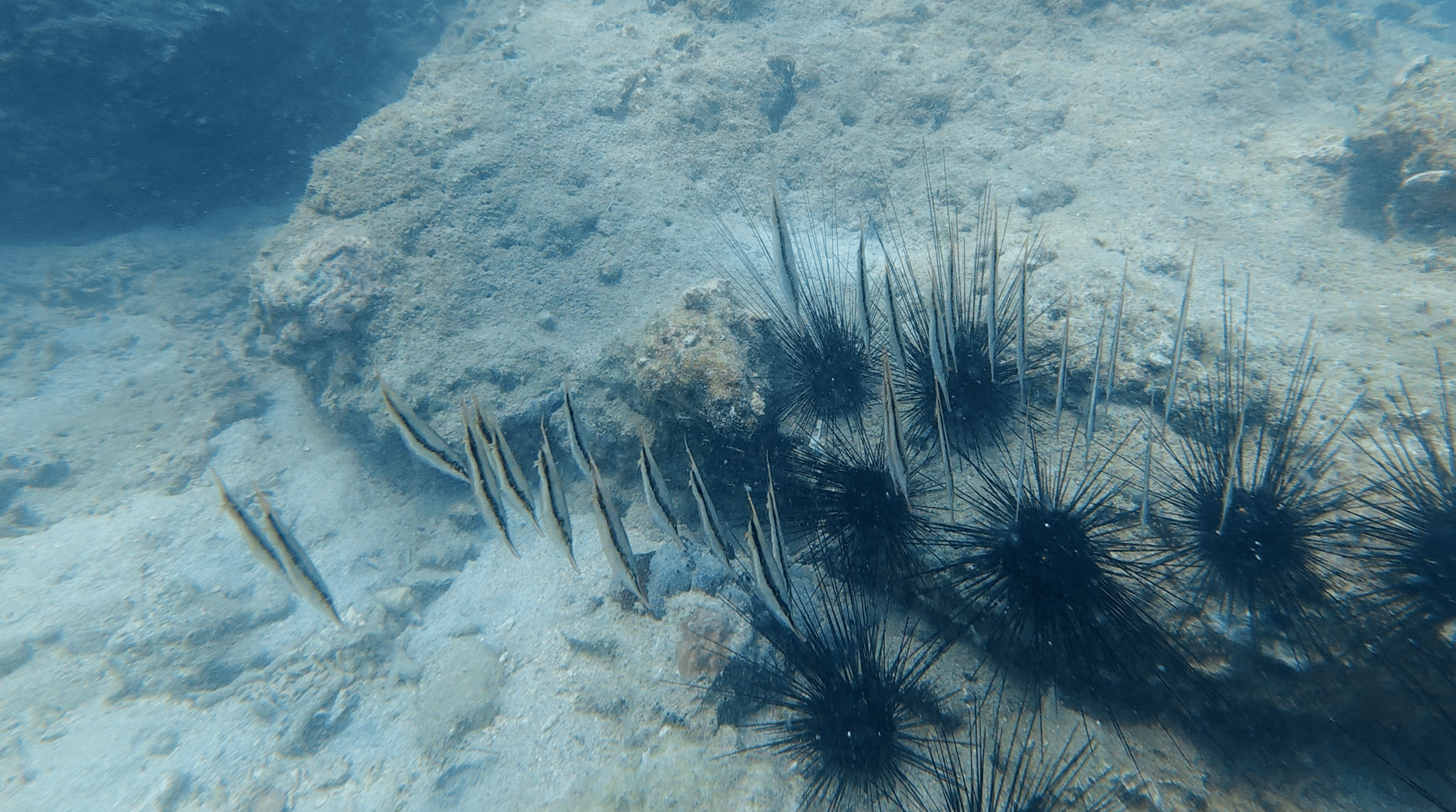 Thin striped fish hanging nose down over sand beside a cluster of urchins at Dam Bay, Nha Trang, Vietnam
