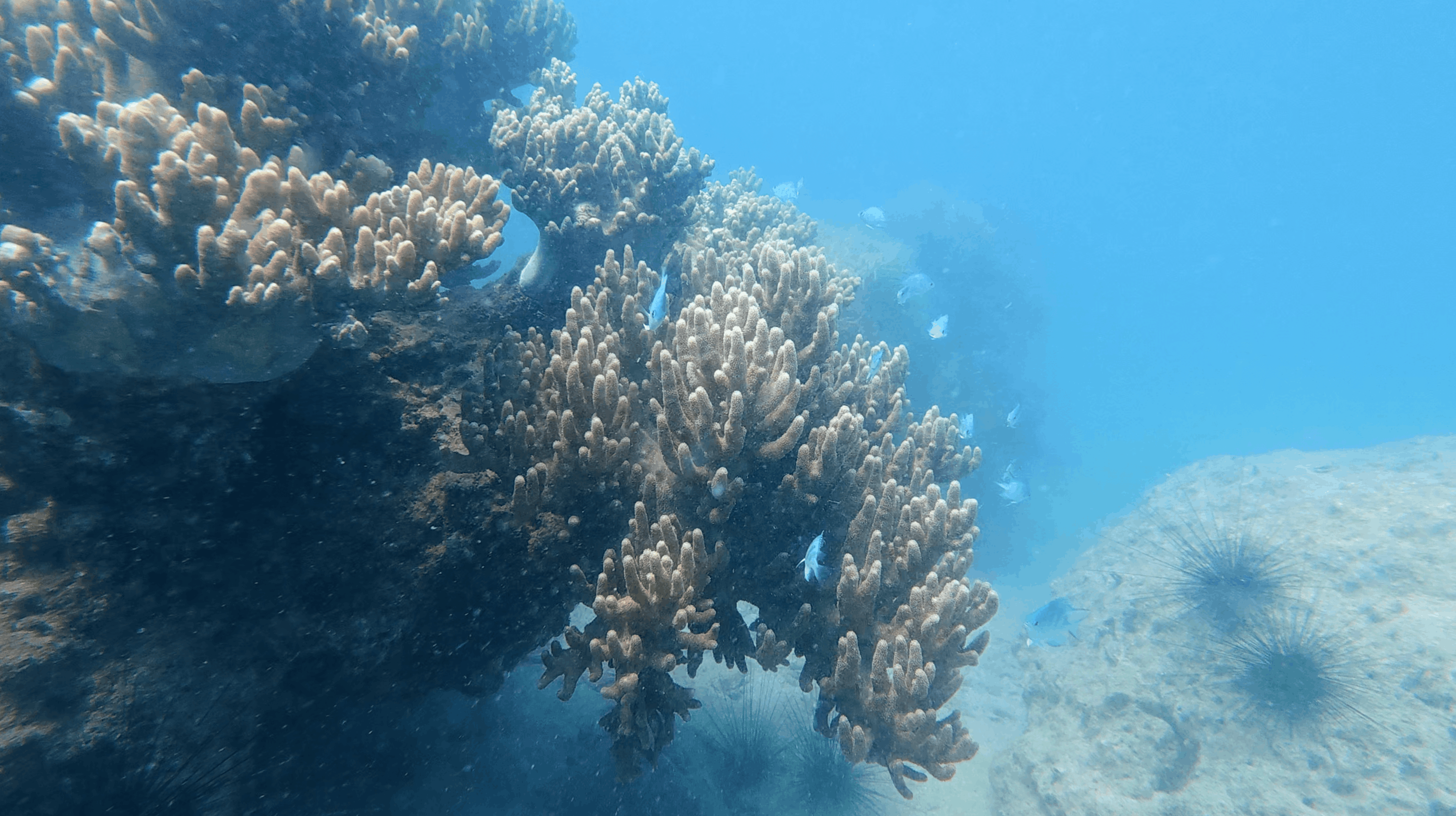 Branching hard coral colony on the reef slope with small fish and urchins on the sand at Dam Bay, Nha Trang, Vietnam