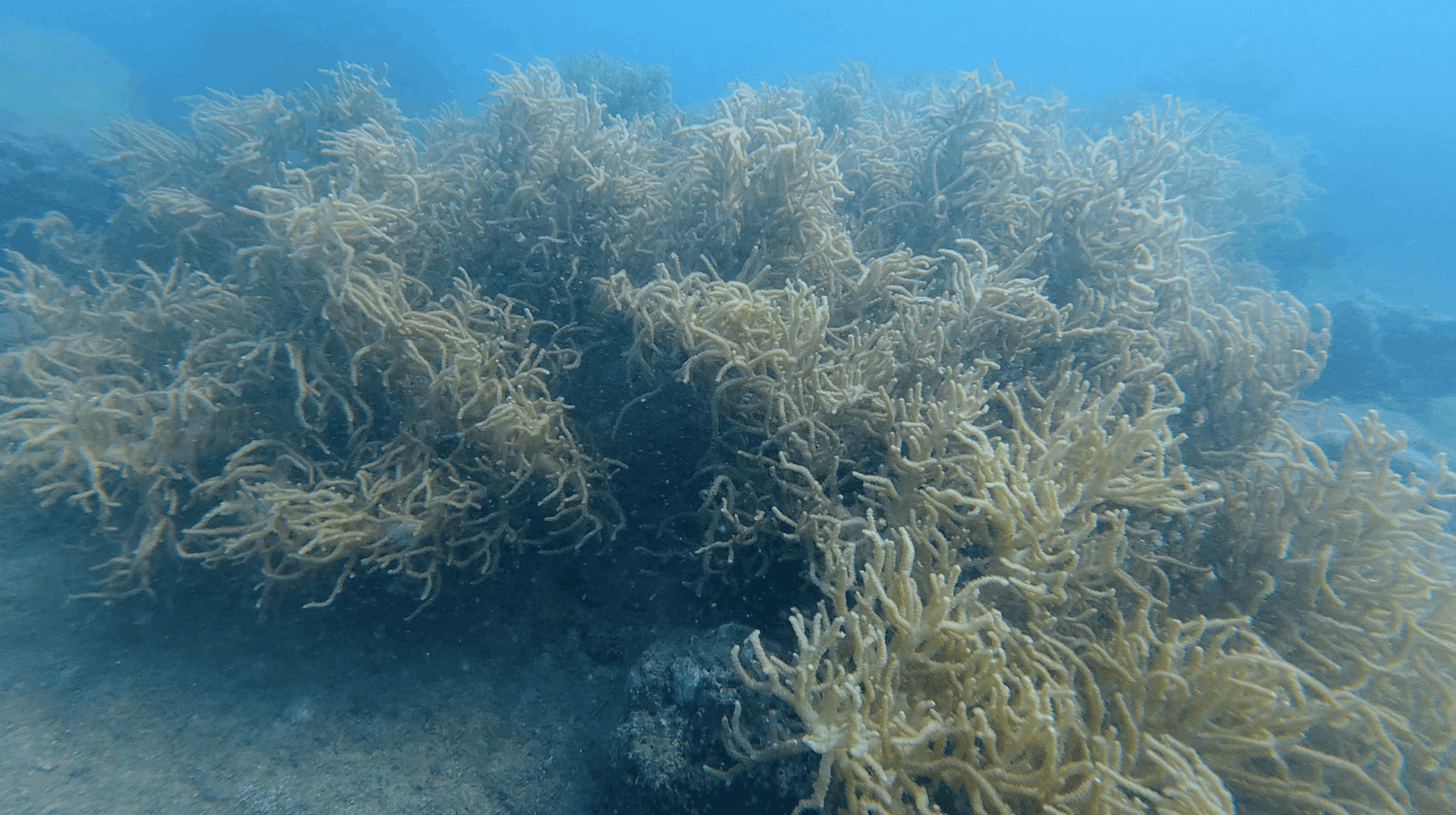 Dense field of pale branching coral covering the reef at Dam Bay, Nha Trang, Vietnam