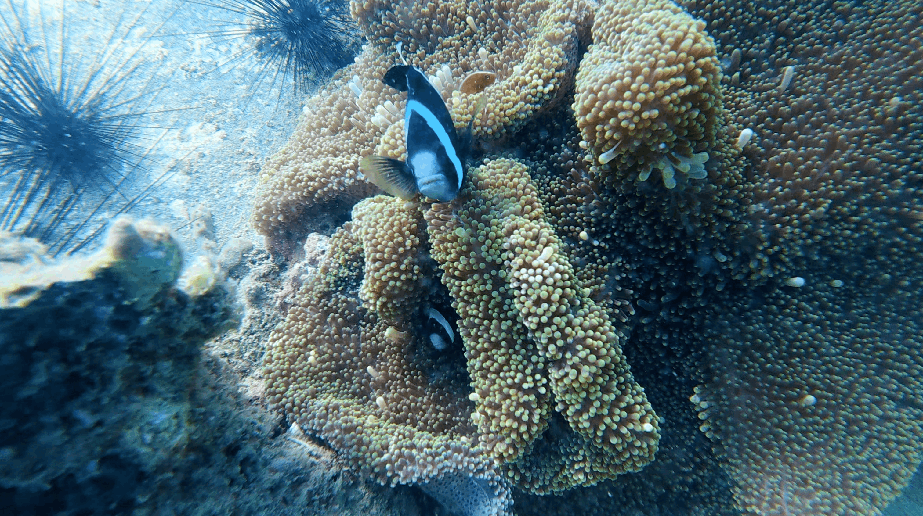 Striped fish sheltering in an anemone beside long spined urchins at Dam Bay, Nha Trang, Vietnam