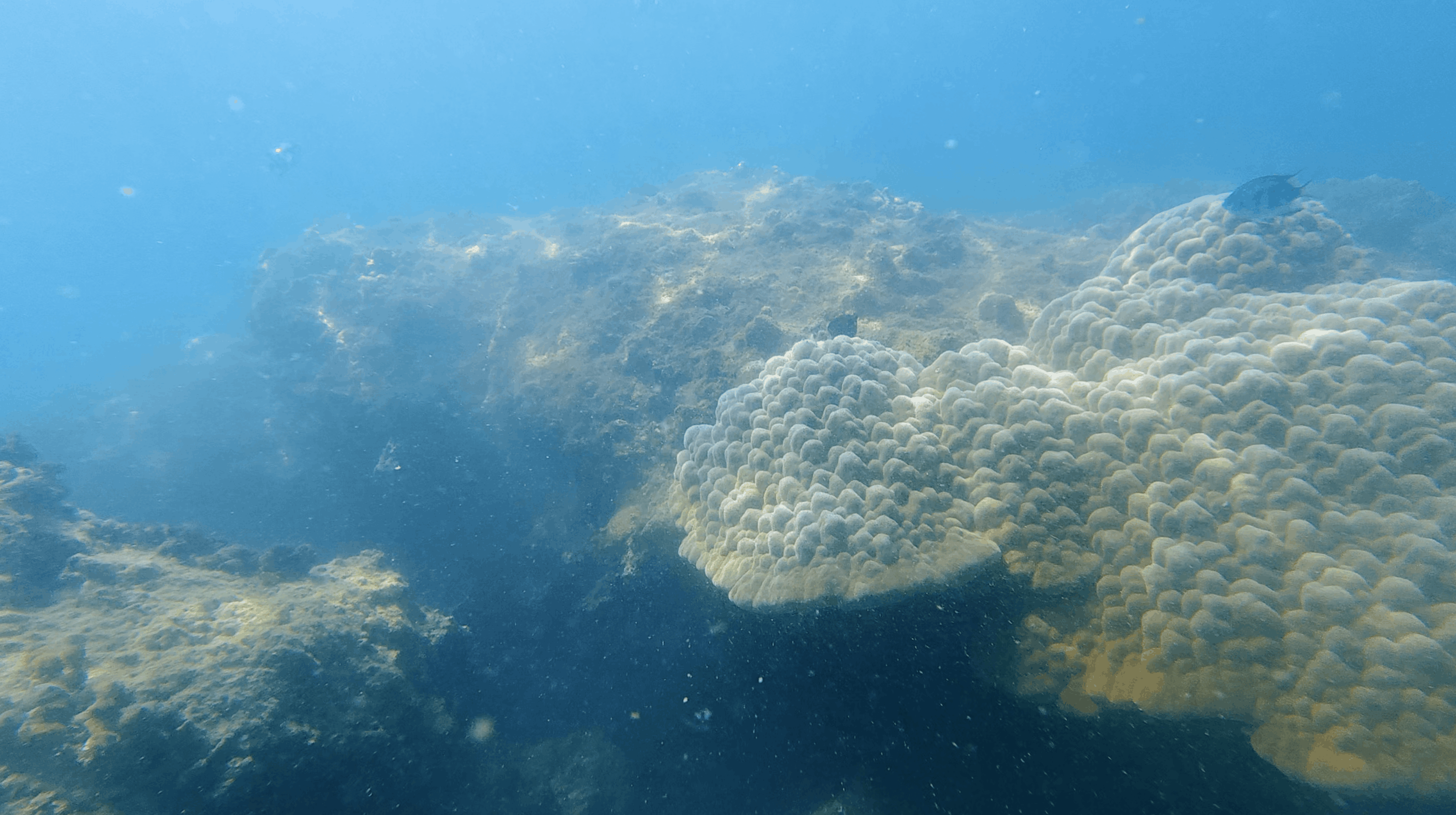 Large rounded boulder coral heads across the reef top in hazy water at Dam Bay, Nha Trang, Vietnam