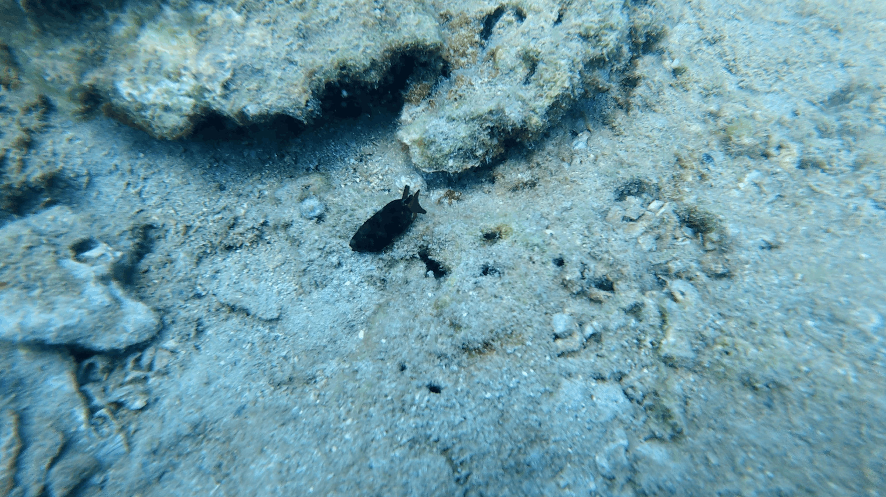 Small dark marine creature on the sand between rocky patches at Dam Bay, Nha Trang, Vietnam