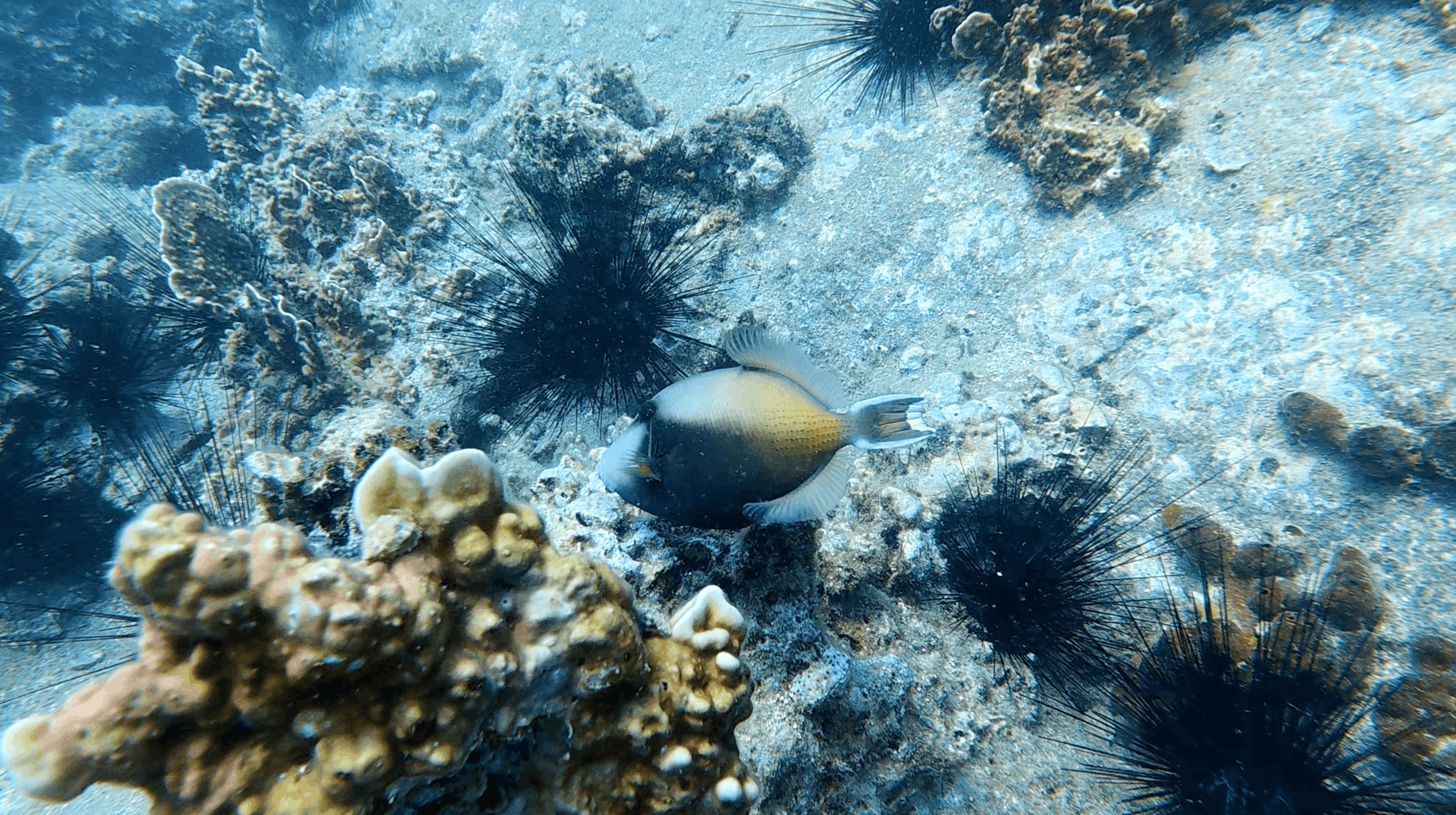 Triggerfish over rubble surrounded by long spined urchins at Madonna Rock, Nha Trang, Vietnam