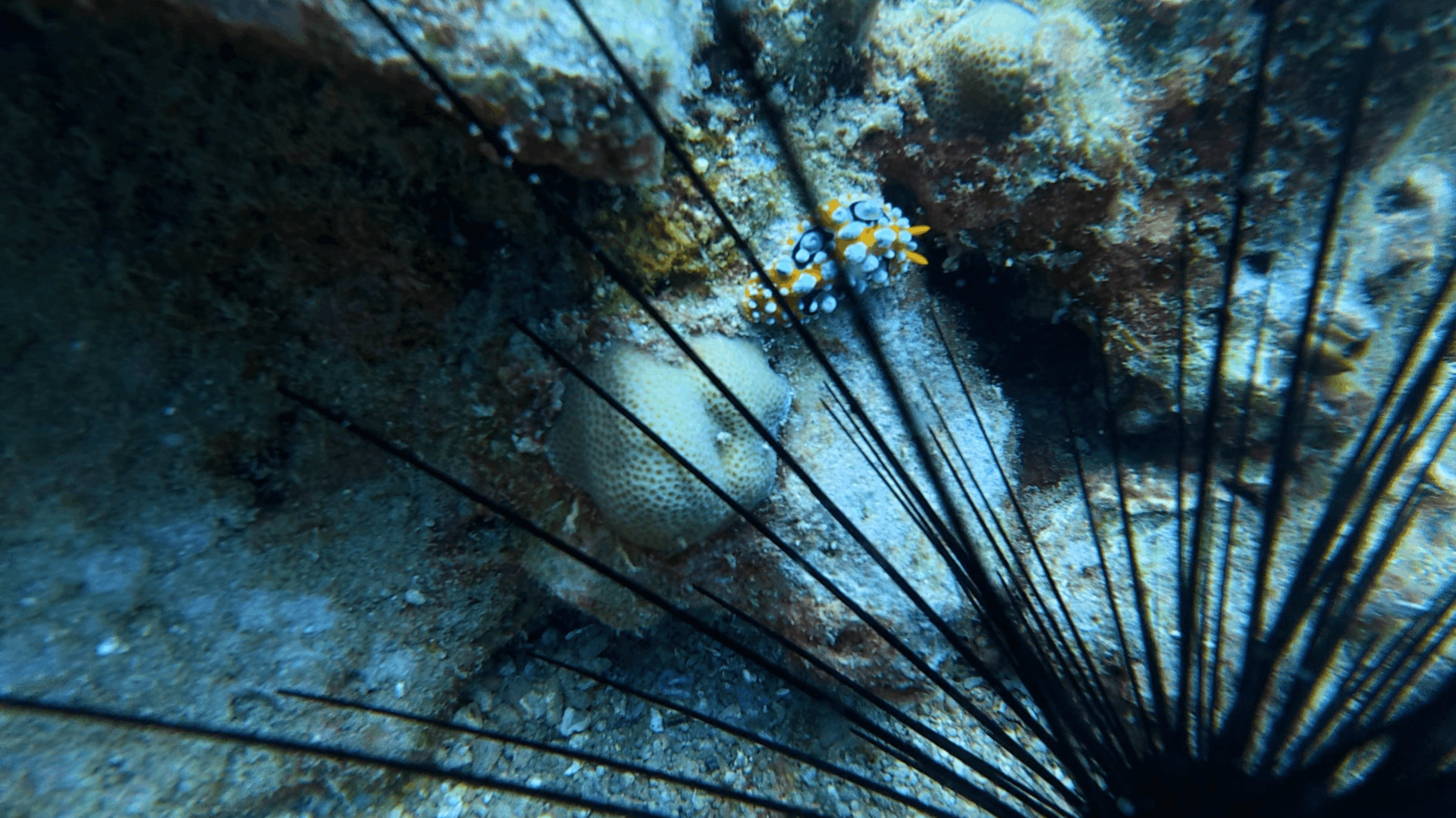 Pair of small orange and white nudibranchs on rock framed by urchin spines at Madonna Rock, Nha Trang, Vietnam