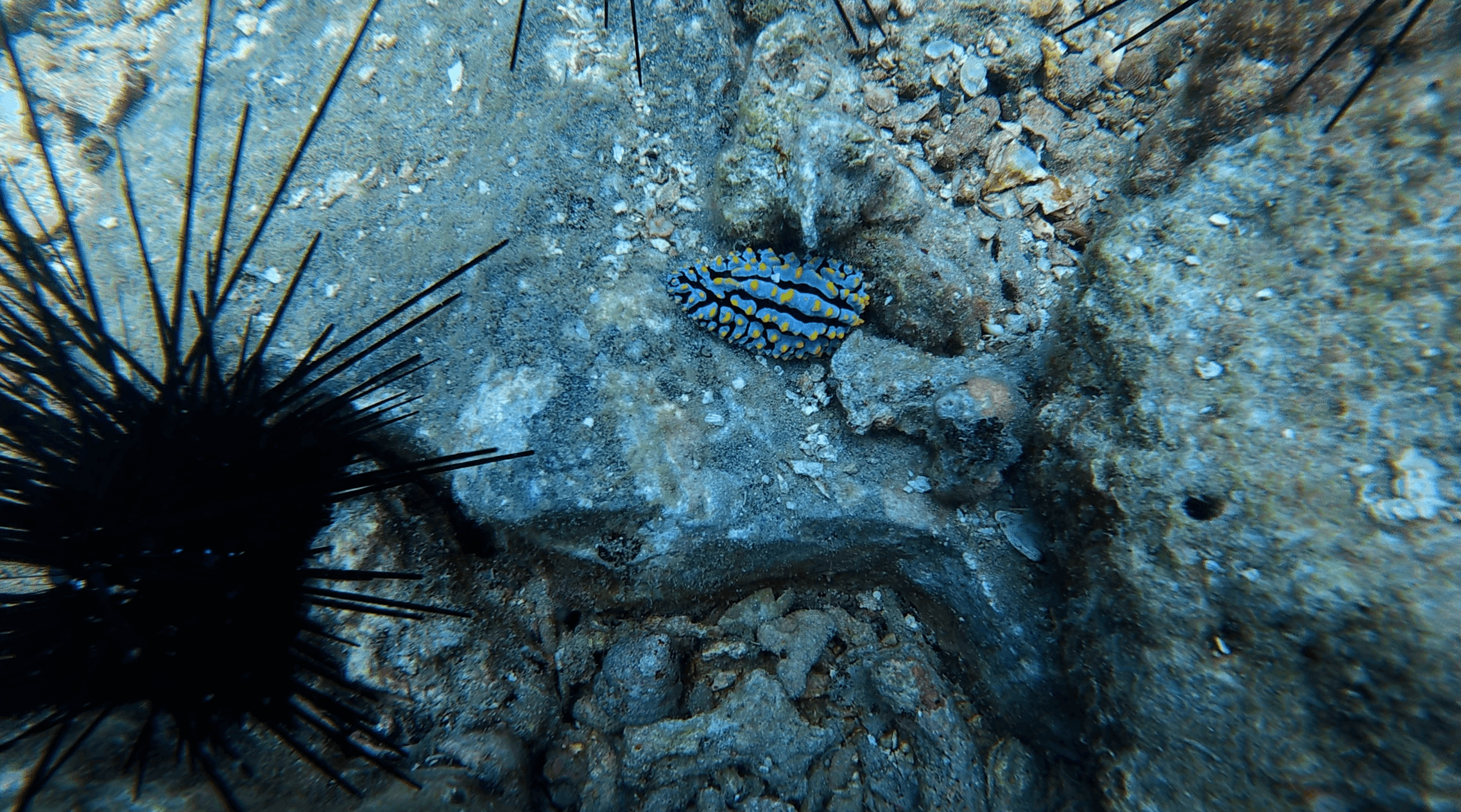 Blue and yellow spotted nudibranch on rock beside a long spined urchin at Madonna Rock, Nha Trang, Vietnam