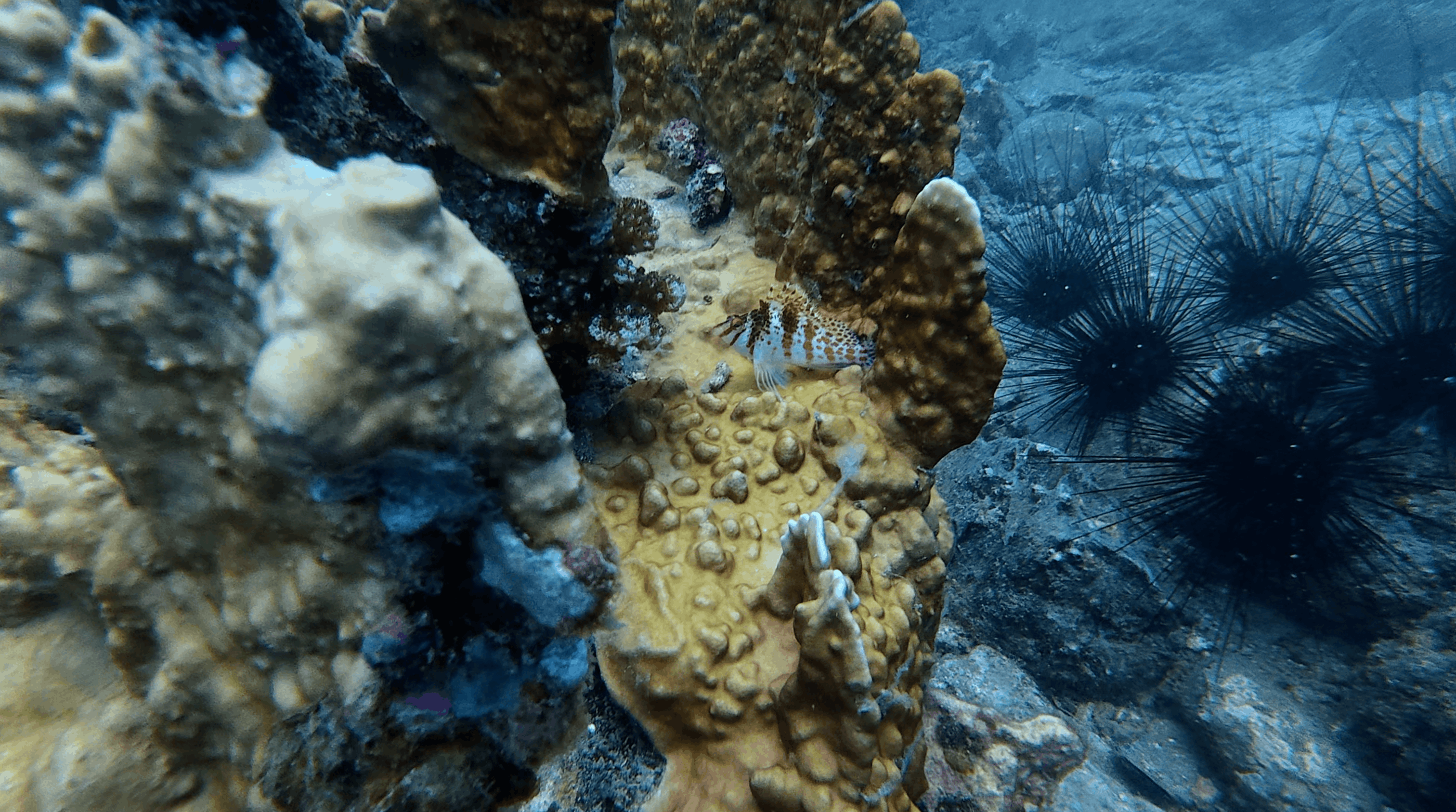 Small speckled fish tucked against a coral head with urchins alongside at Madonna Rock, Nha Trang, Vietnam