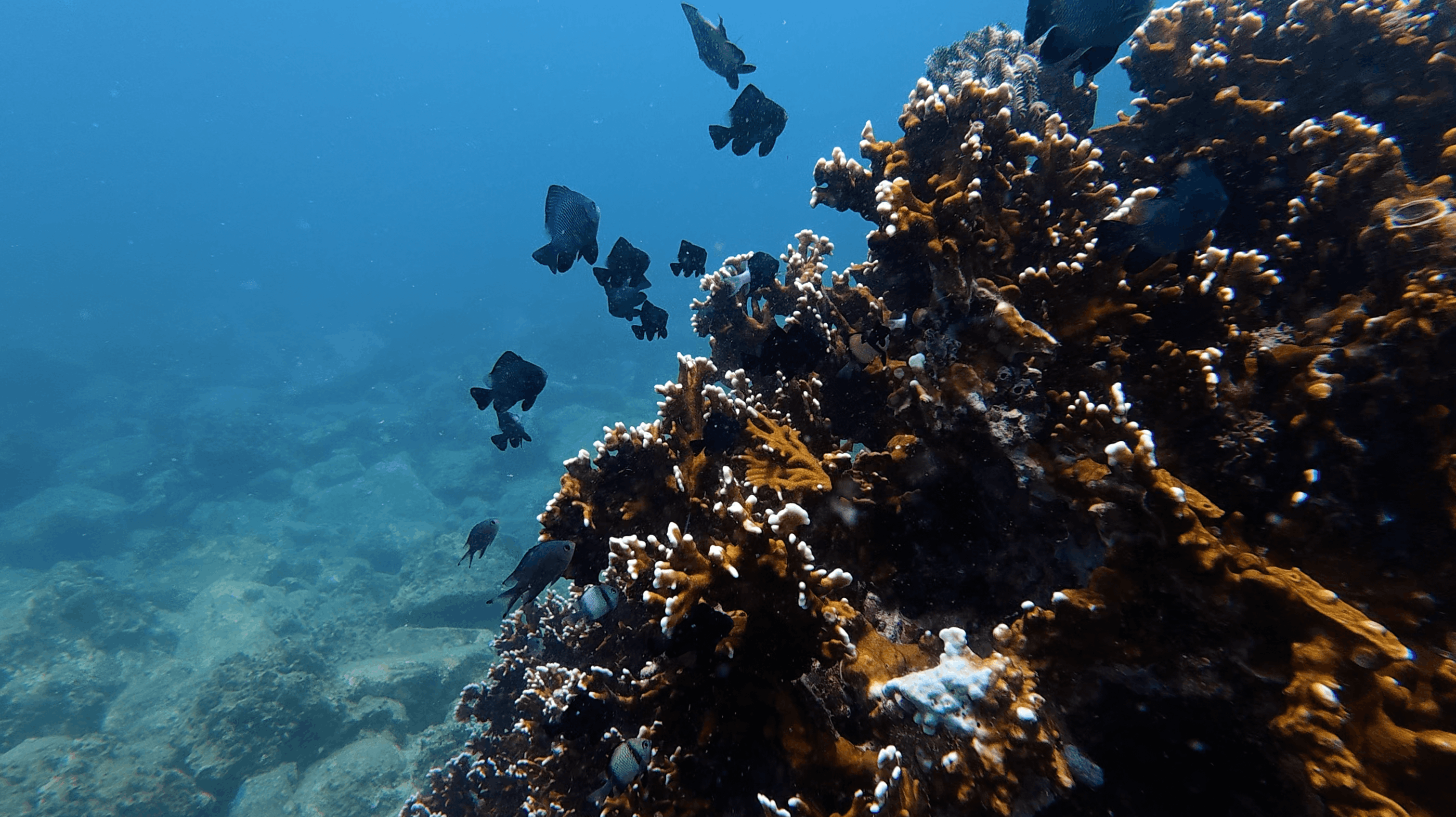 Reef slope with dark damselfish above branching coral and open blue water at Madonna Rock, Nha Trang, Vietnam