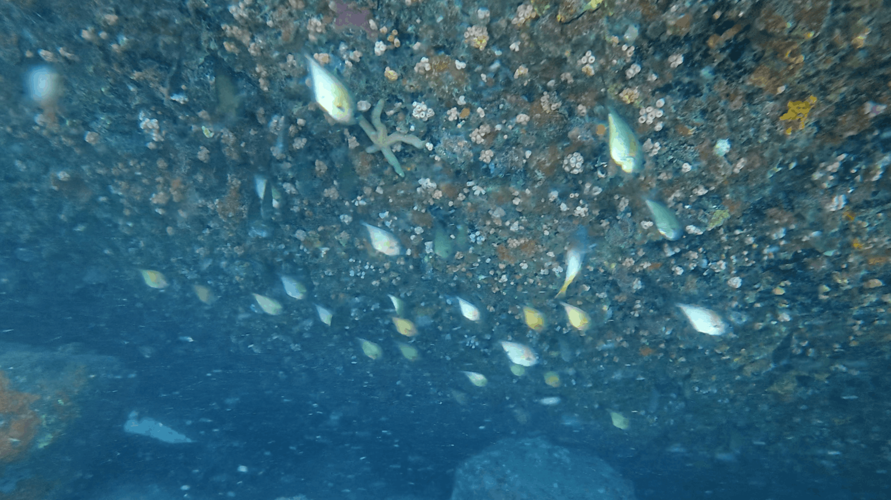 Fish schooling under a barnacle encrusted rock overhang at Madonna Rock, Nha Trang, Vietnam