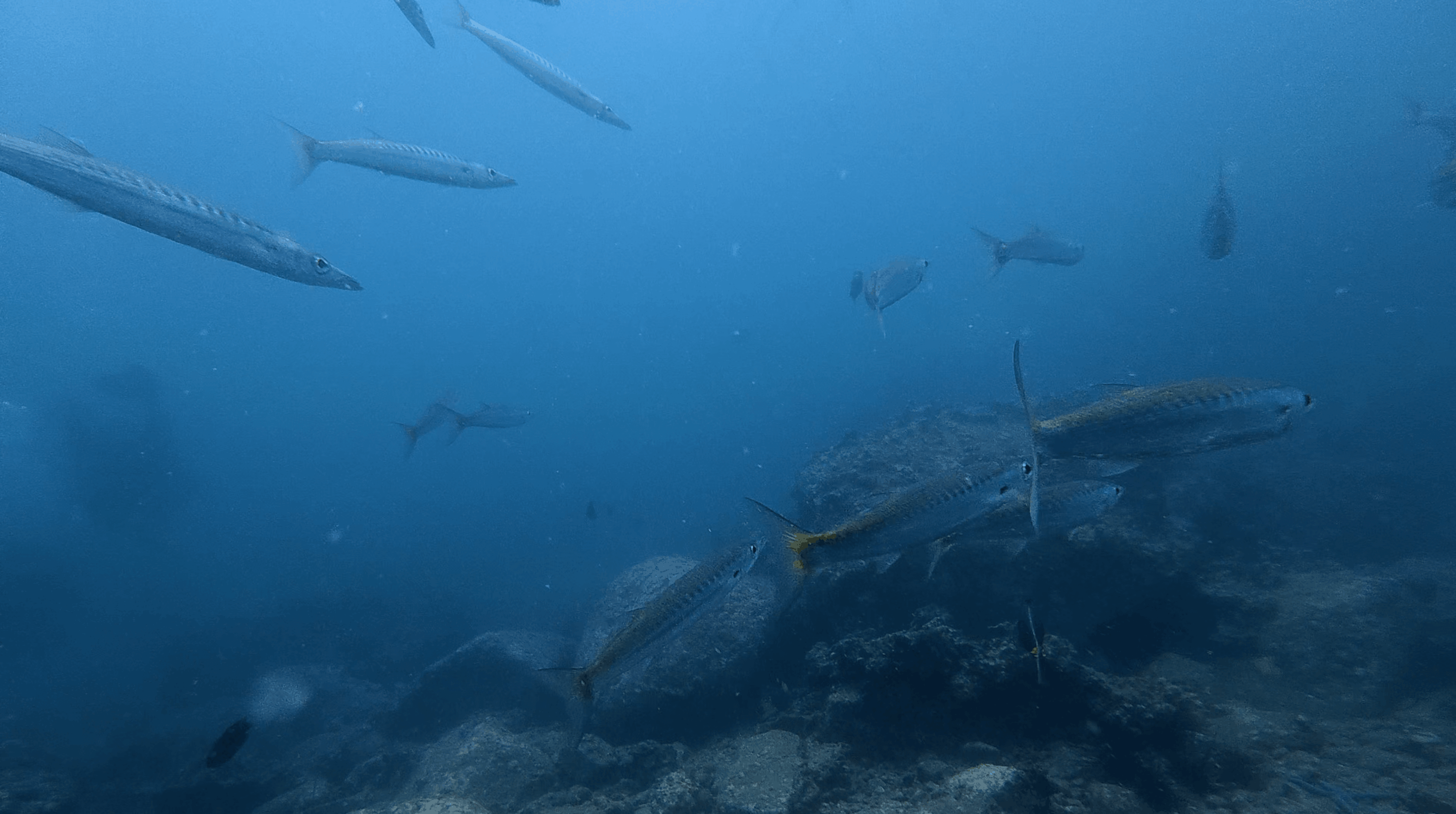 School of barracuda in open blue water above the reef at Madonna Rock, Nha Trang, Vietnam