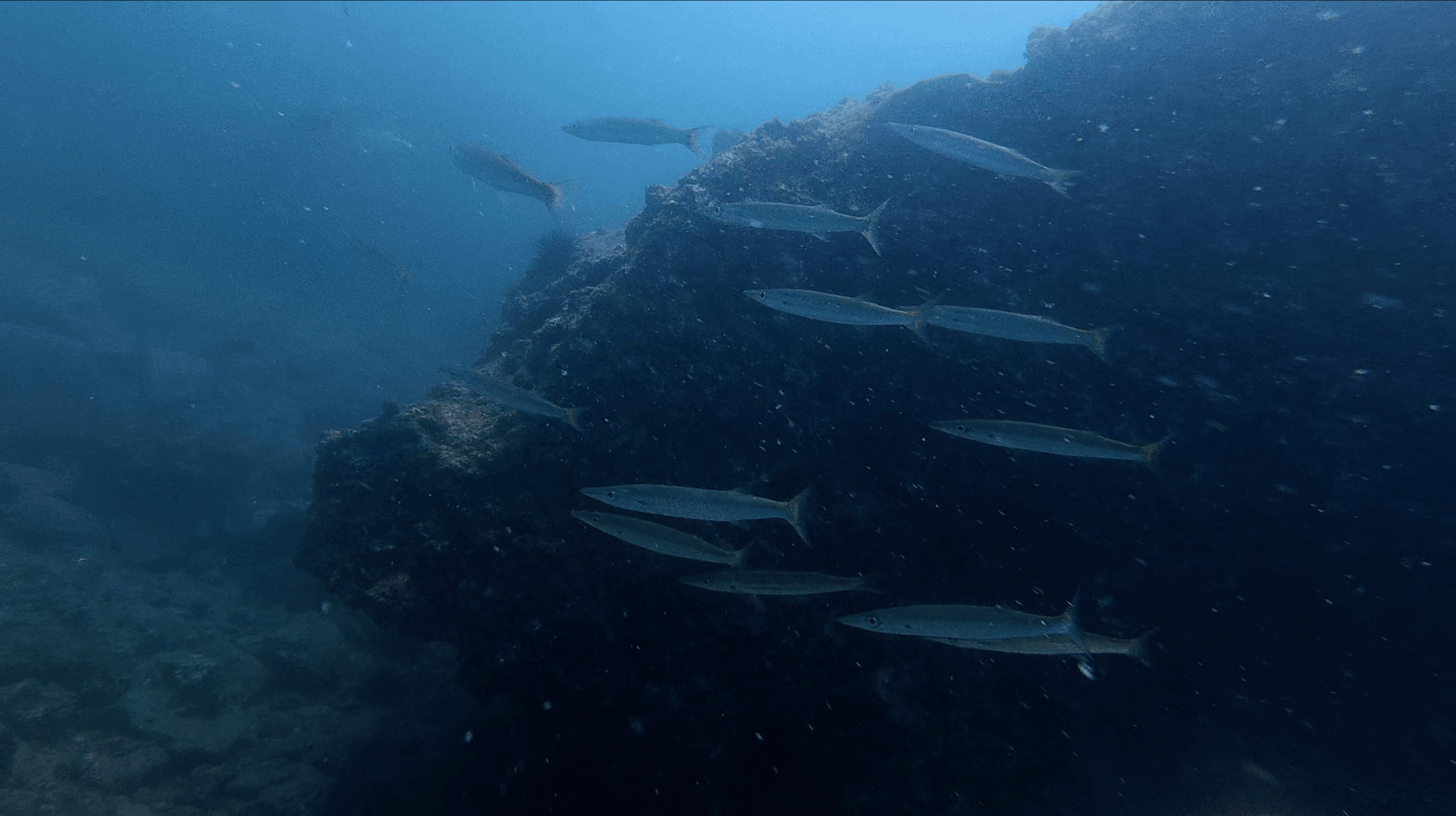 School of long silver fish running along the reef slope at Madonna Rock, Nha Trang, Vietnam