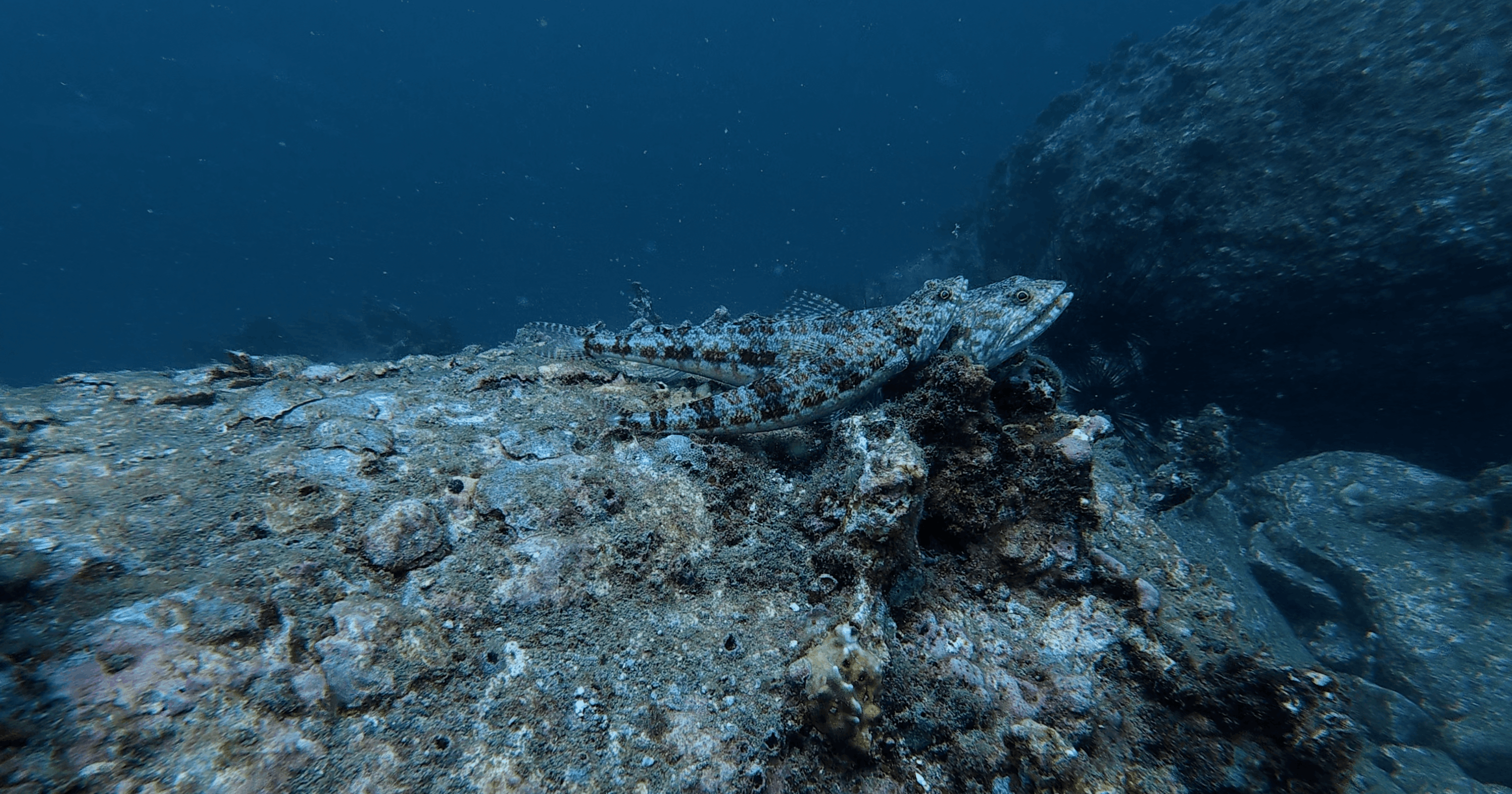 Two lizardfish resting together on the rocky bottom at Madonna Rock, Nha Trang, Vietnam
