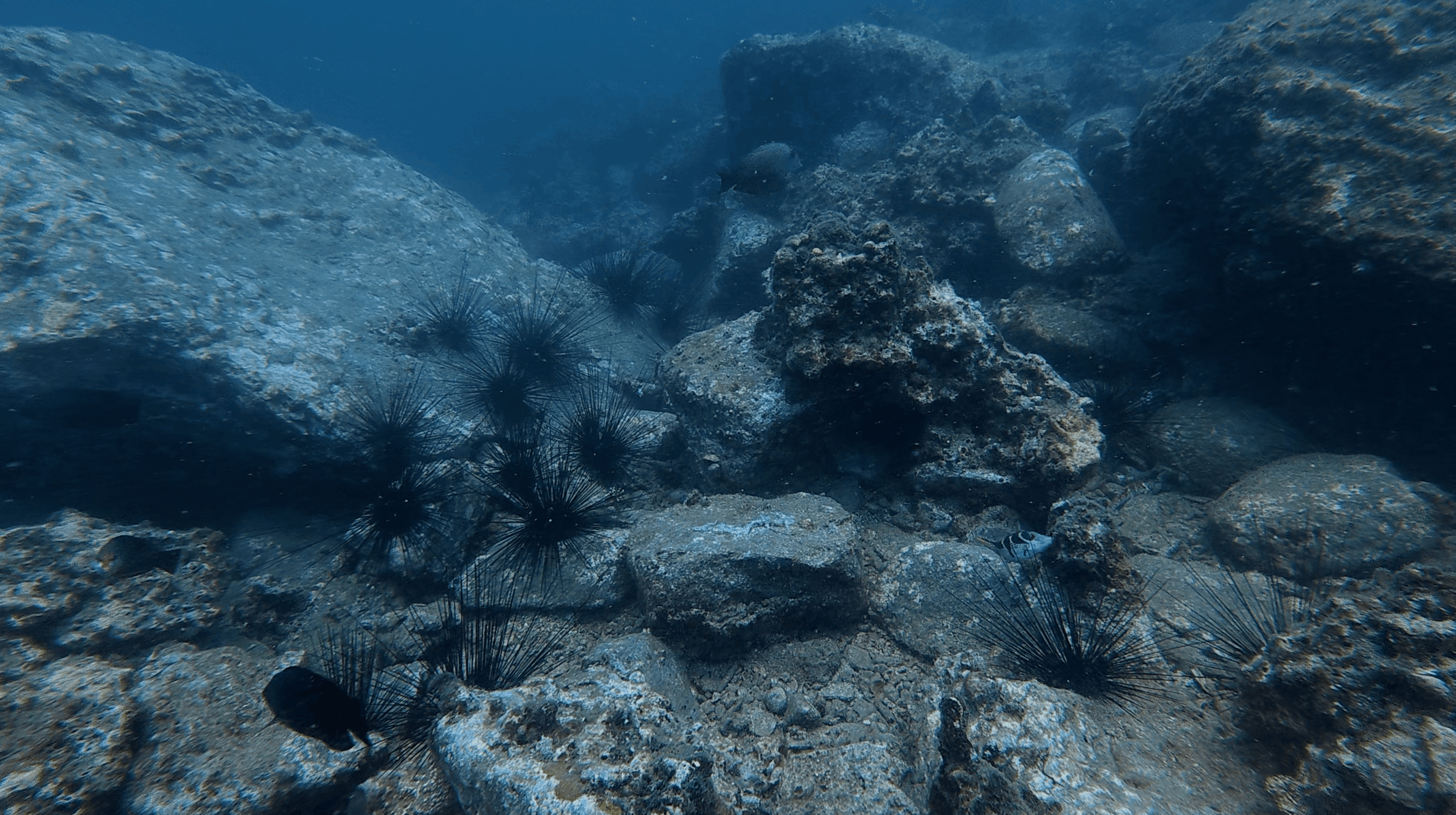 Boulder field across the bottom with urchins wedged between the rocks at Madonna Rock, Nha Trang, Vietnam