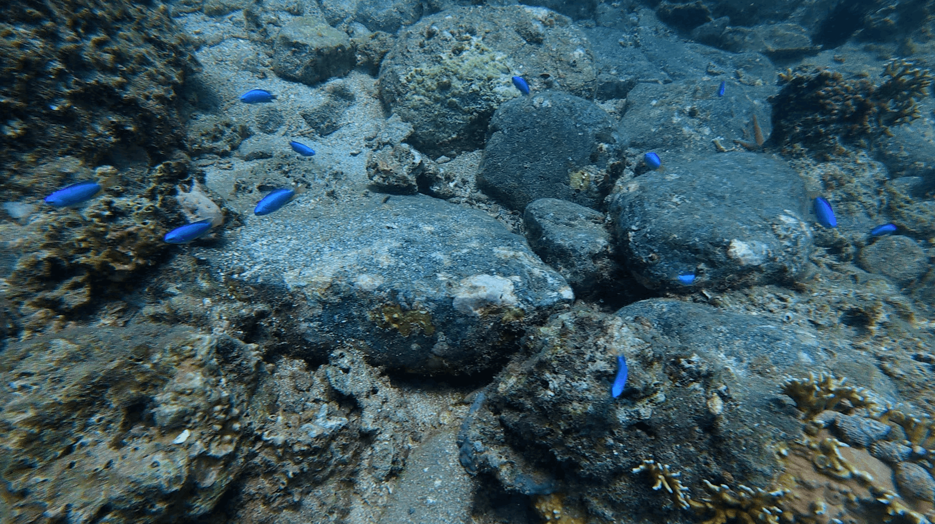 Bright blue reef fish scattered over a boulder and rubble bottom at Madonna Rock, Nha Trang, Vietnam