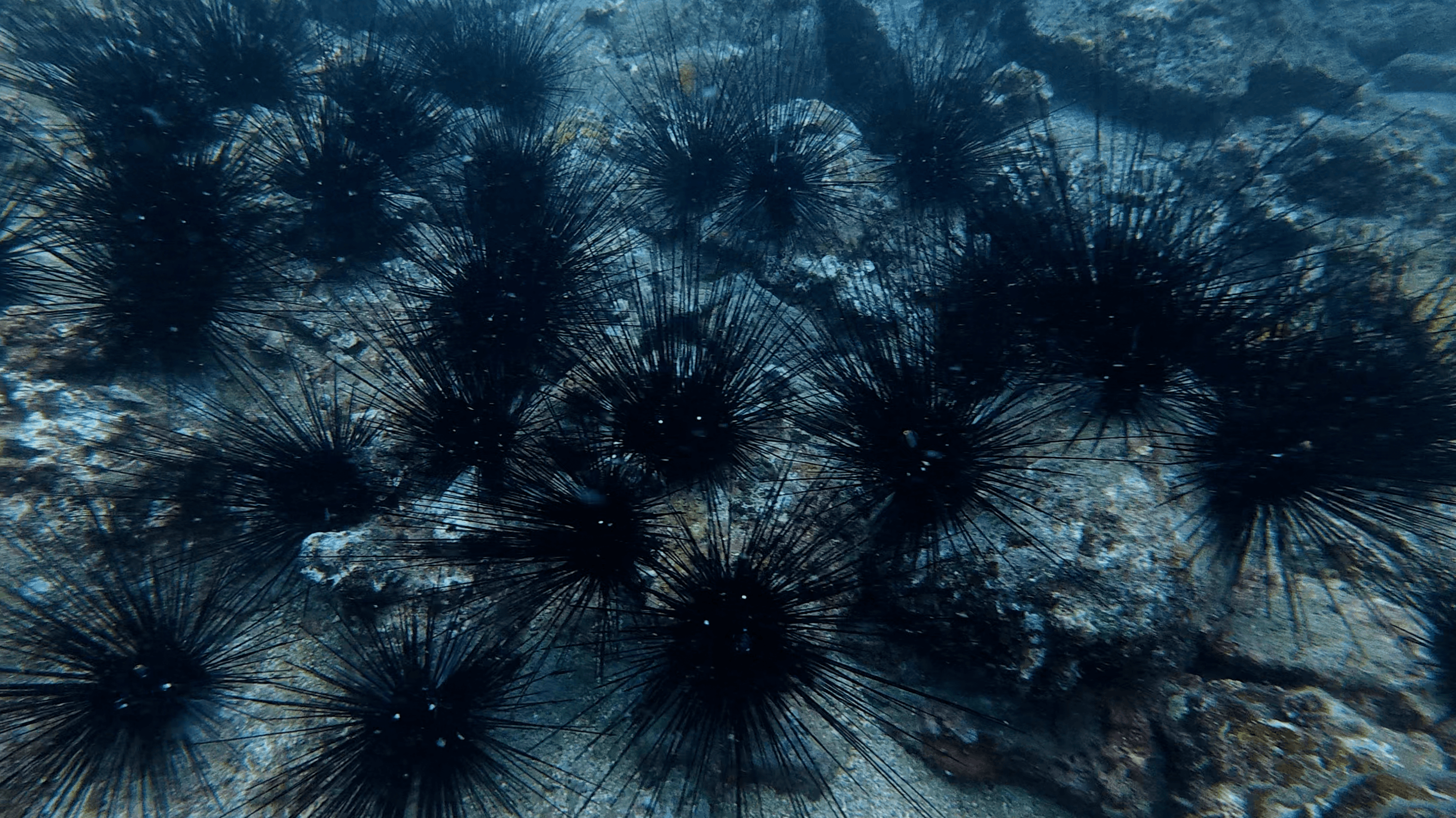 Dense field of black long spined urchins covering the rock at Madonna Rock, Nha Trang, Vietnam