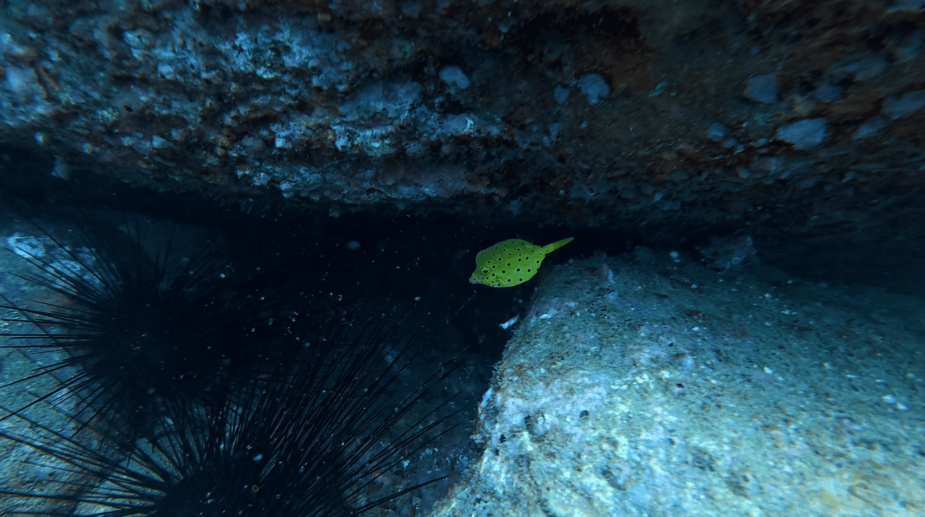 Bright green spotted boxfish beside a dark crevice in the rock at Madonna Rock, Nha Trang, Vietnam