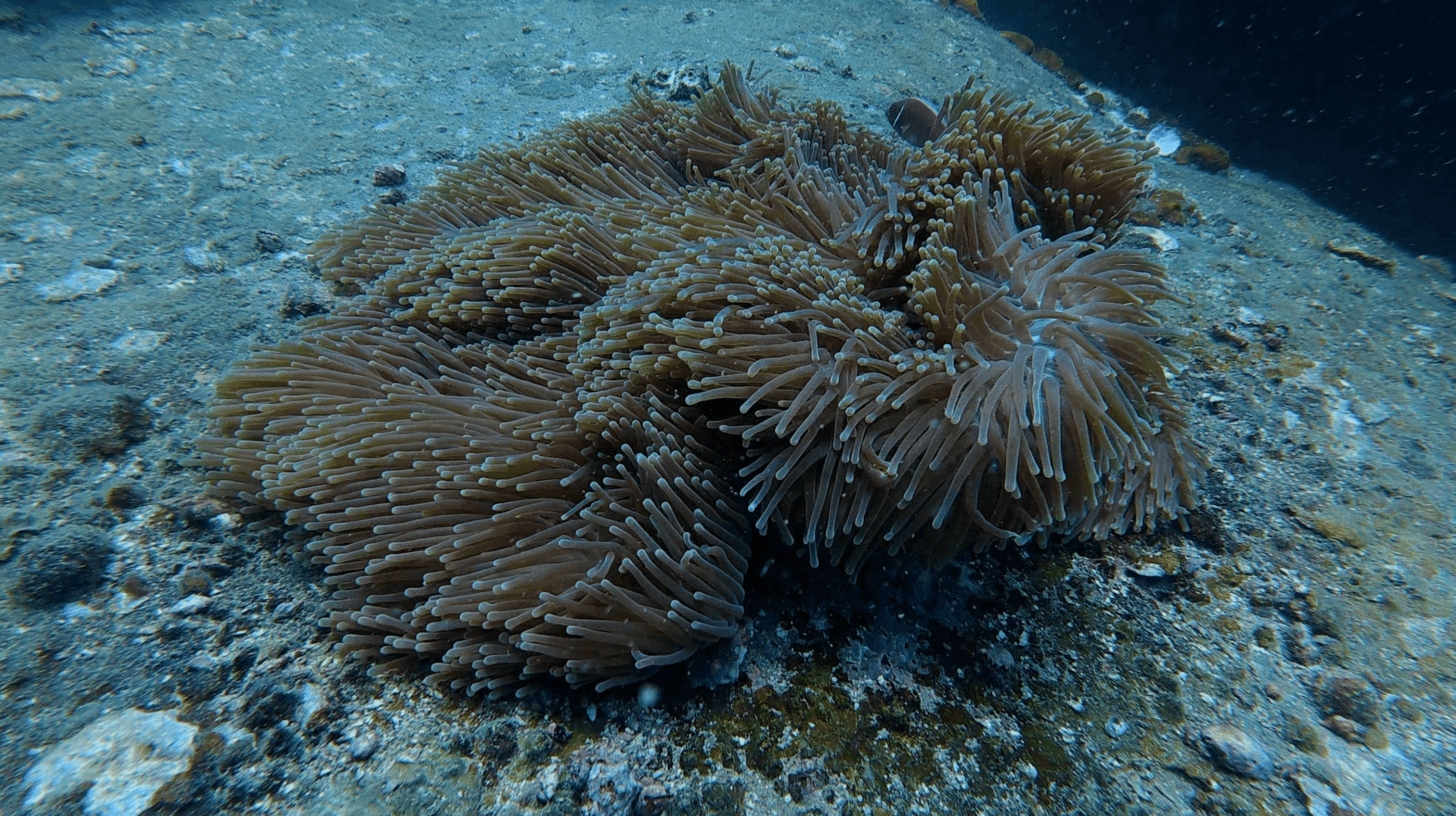 Large anemone with long tentacles spread across the bottom at Madonna Rock, Nha Trang, Vietnam