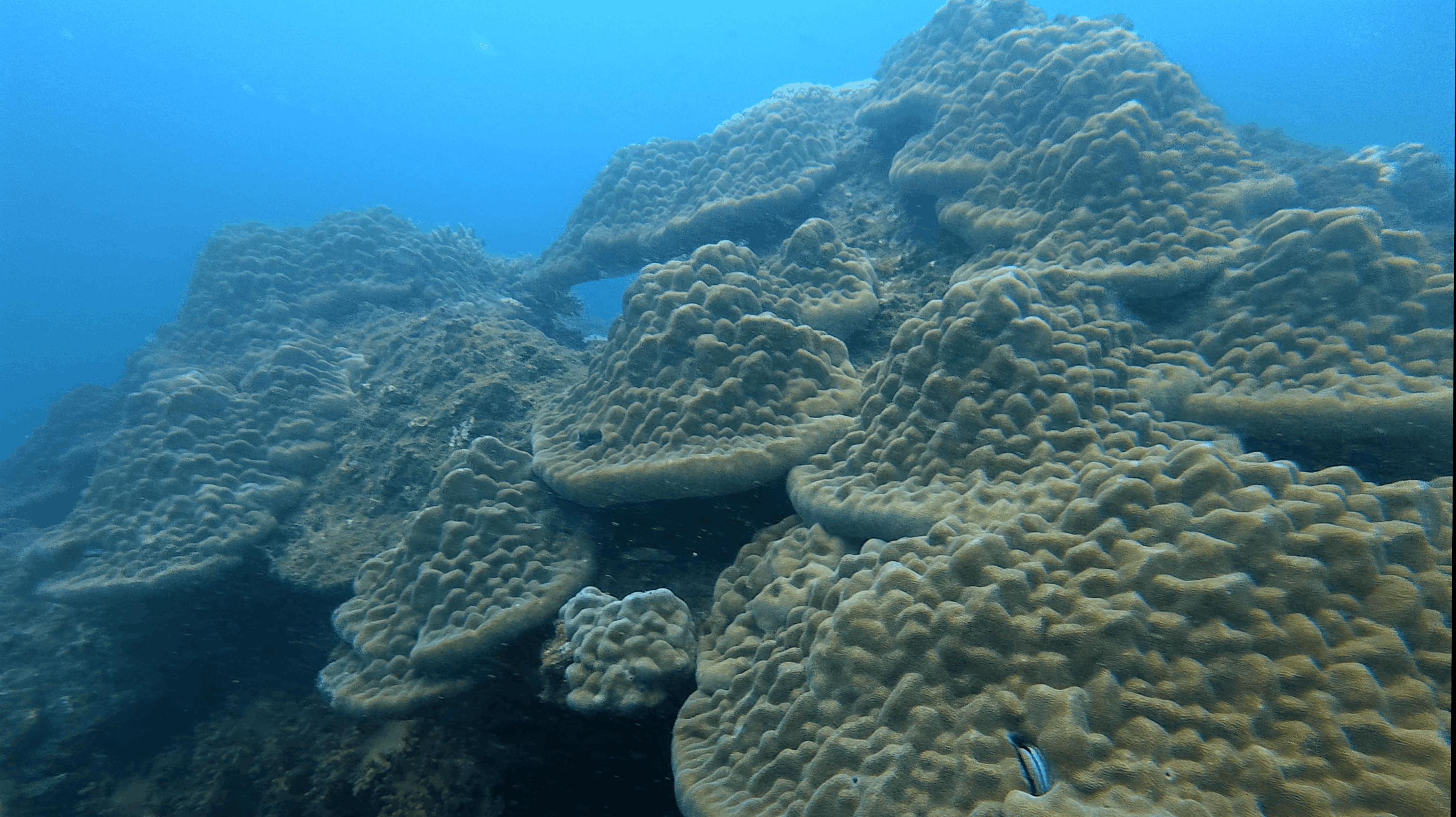 Massive rounded boulder coral formations stacked across the reef at Hon Dai, Cham Islands, Vietnam