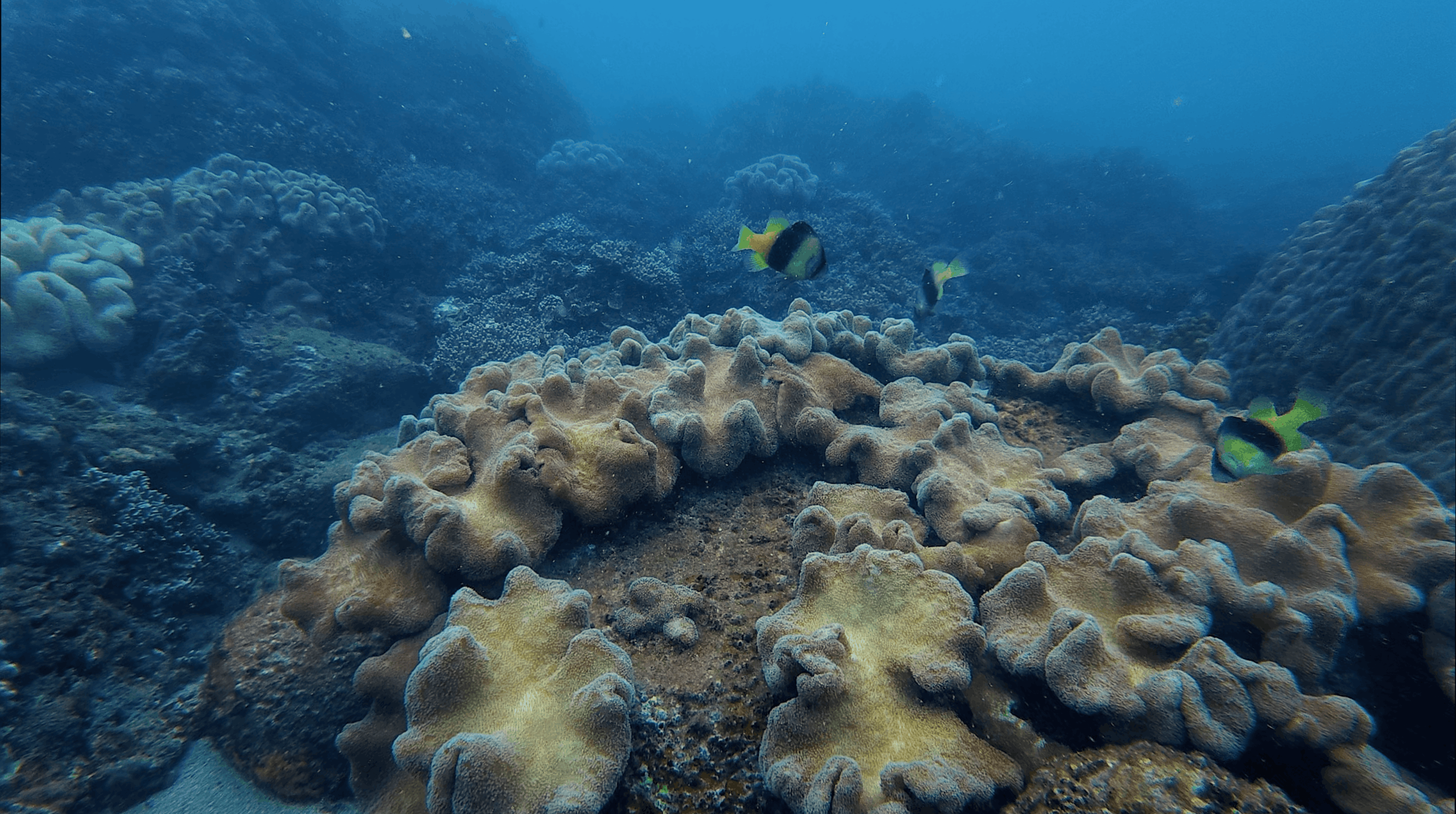 Soft coral colonies on the reef top with two yellow and black fish above them at Hon Dai, Cham Islands, Vietnam