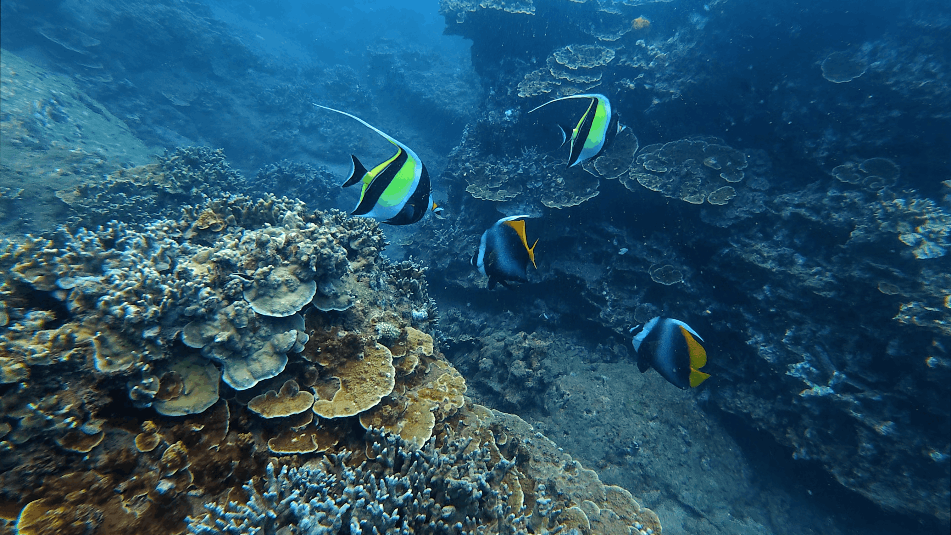 Moorish idols and bannerfish swimming over a garden of plate and table coral at Hon Dai, Cham Islands, Vietnam