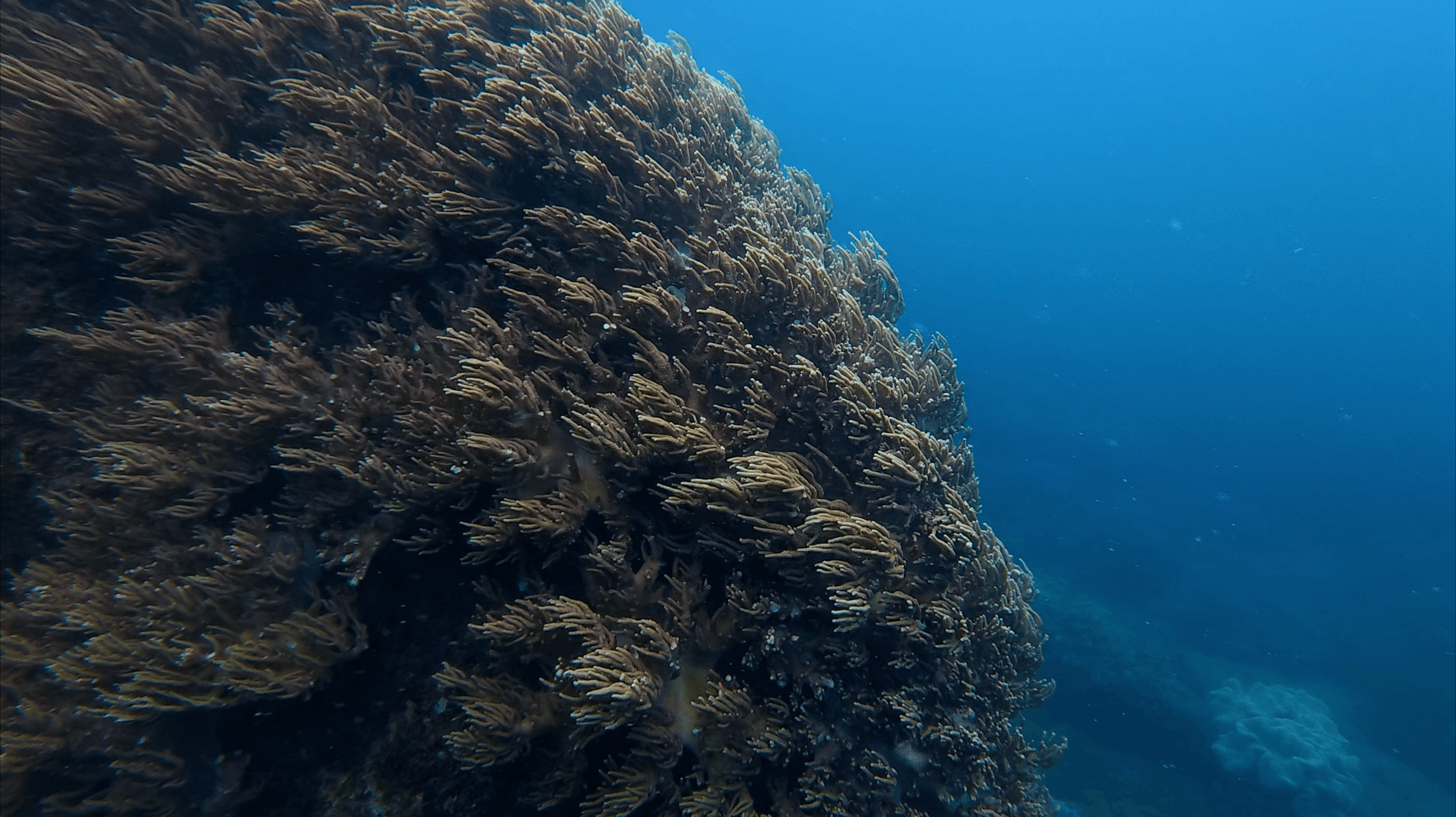 Large soft coral colony standing out against open blue water at Hon Dai, Cham Islands, Vietnam