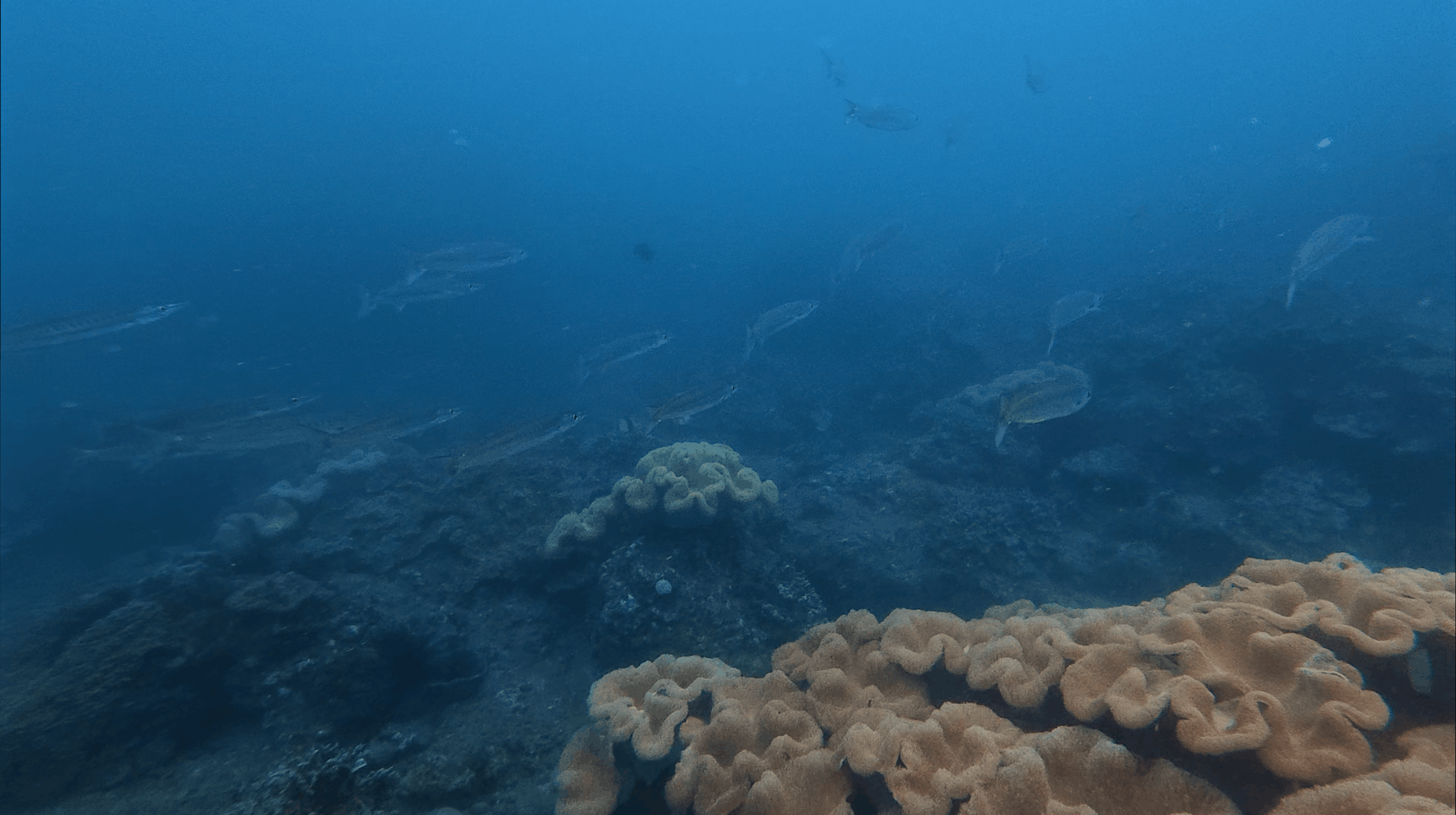 School of barracuda in the blue above the reef with soft coral in the foreground at Hon Dai, Cham Islands, Vietnam
