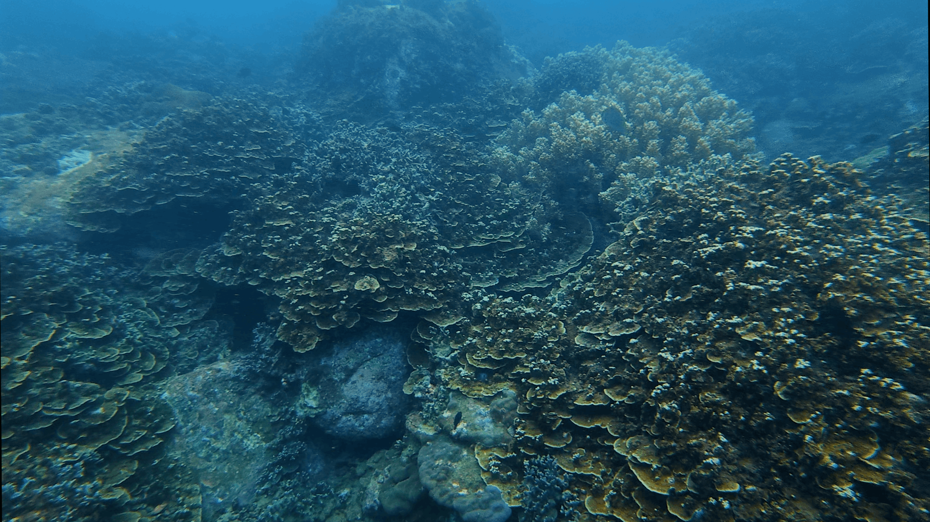 Wide field of overlapping plate and table corals across the reef at Hon Dai, Cham Islands, Vietnam