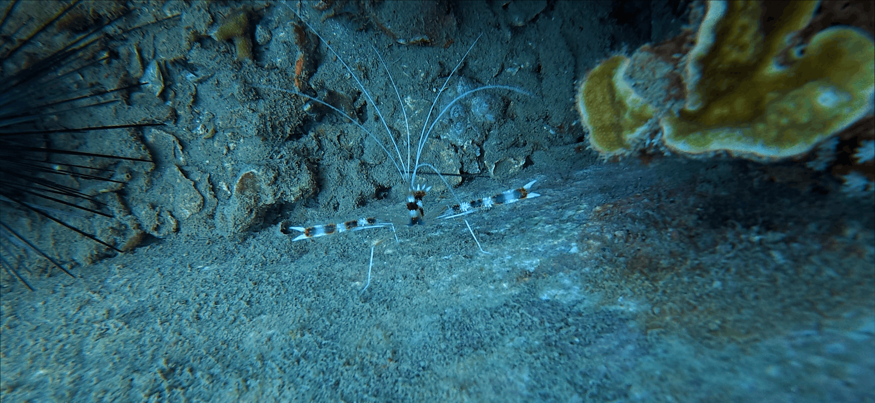 Pair of banded coral shrimp on rock beside a long spined urchin at Hon Dai, Cham Islands, Vietnam