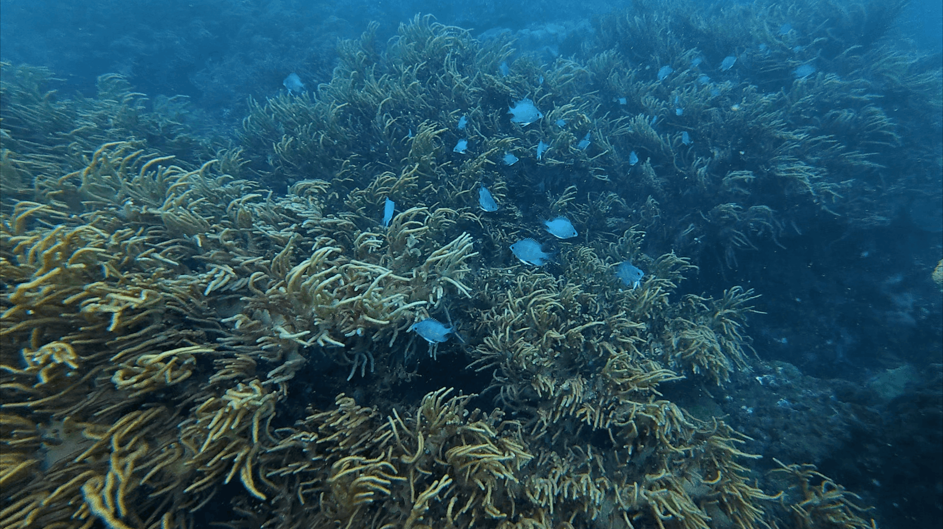 Field of soft coral with small blue damselfish scattered through it at Hon Dai, Cham Islands, Vietnam