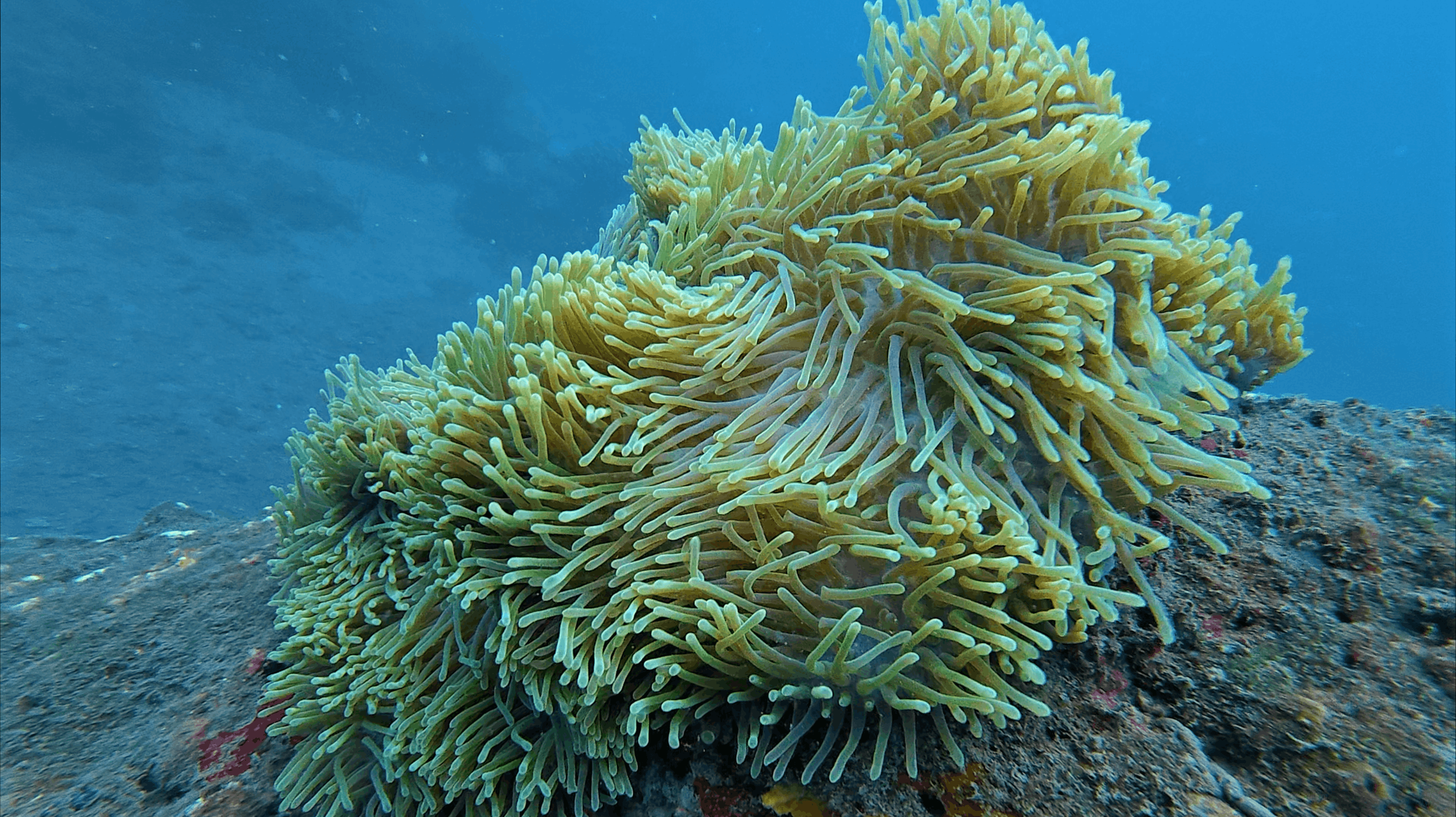 Large green anemone with long tentacles on the reef at Hon Dai, Cham Islands, Vietnam