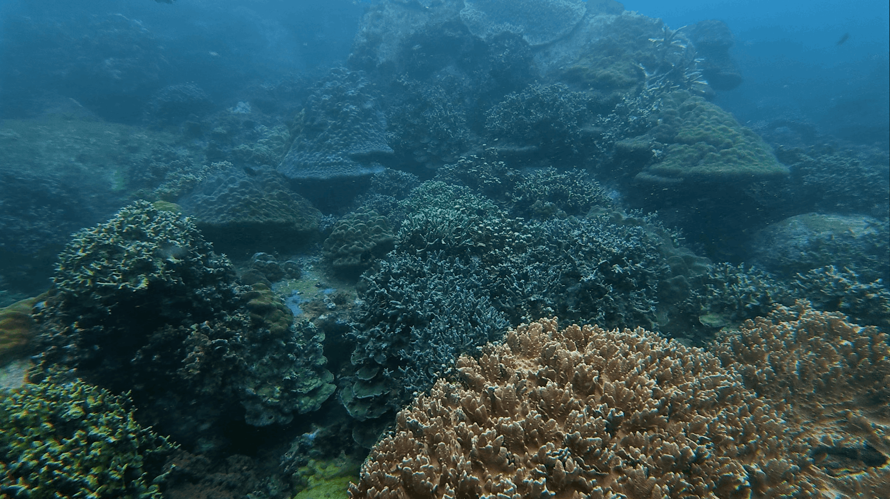 Dense mixed hard coral garden covering the reef slope at Hon Dai, Cham Islands, Vietnam