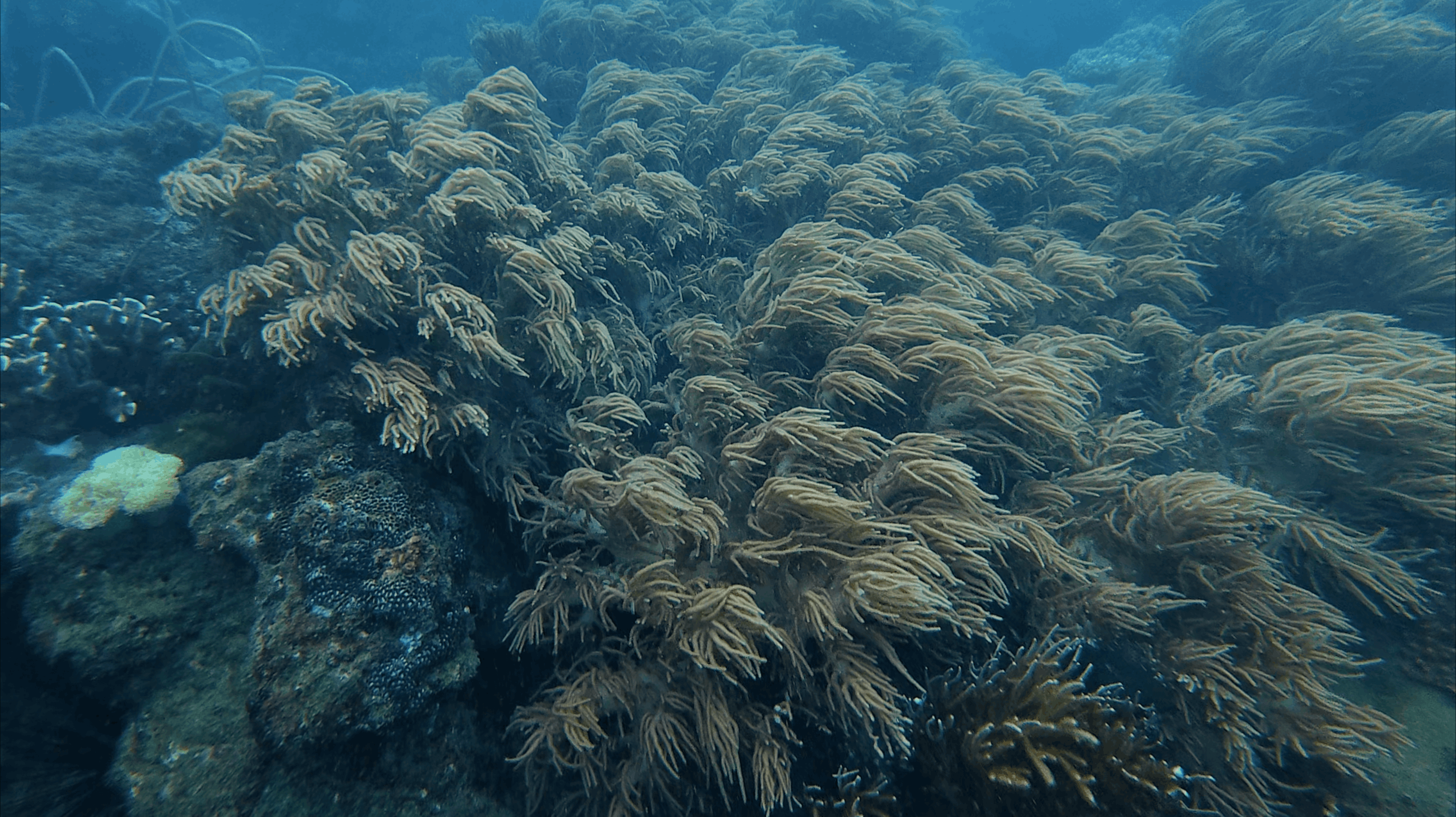 Dense field of soft coral covering the top of the reef at Hon Dai, Cham Islands, Vietnam