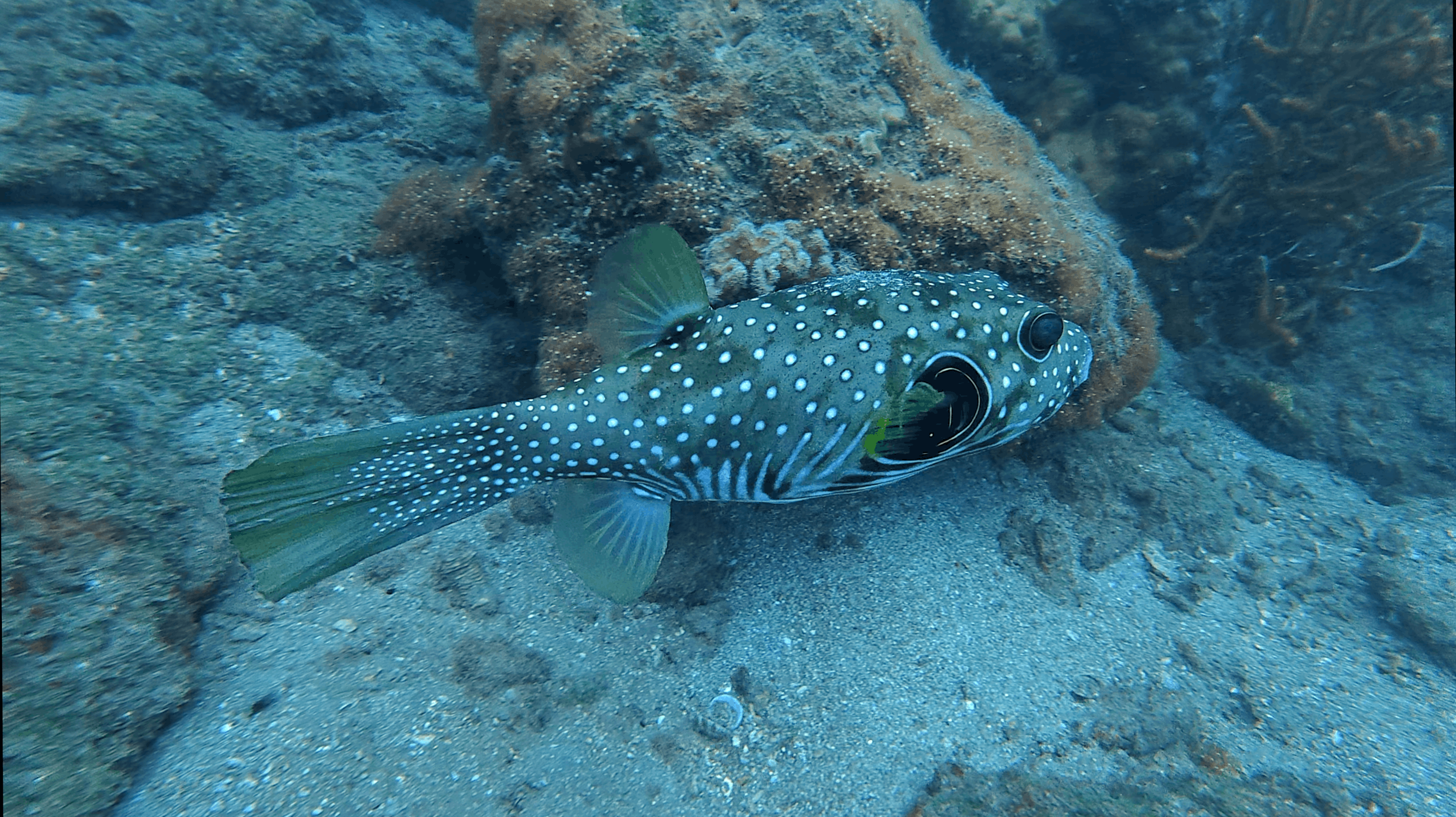 White spotted pufferfish hovering over the sand beside the rock at Hon Dai, Cham Islands, Vietnam