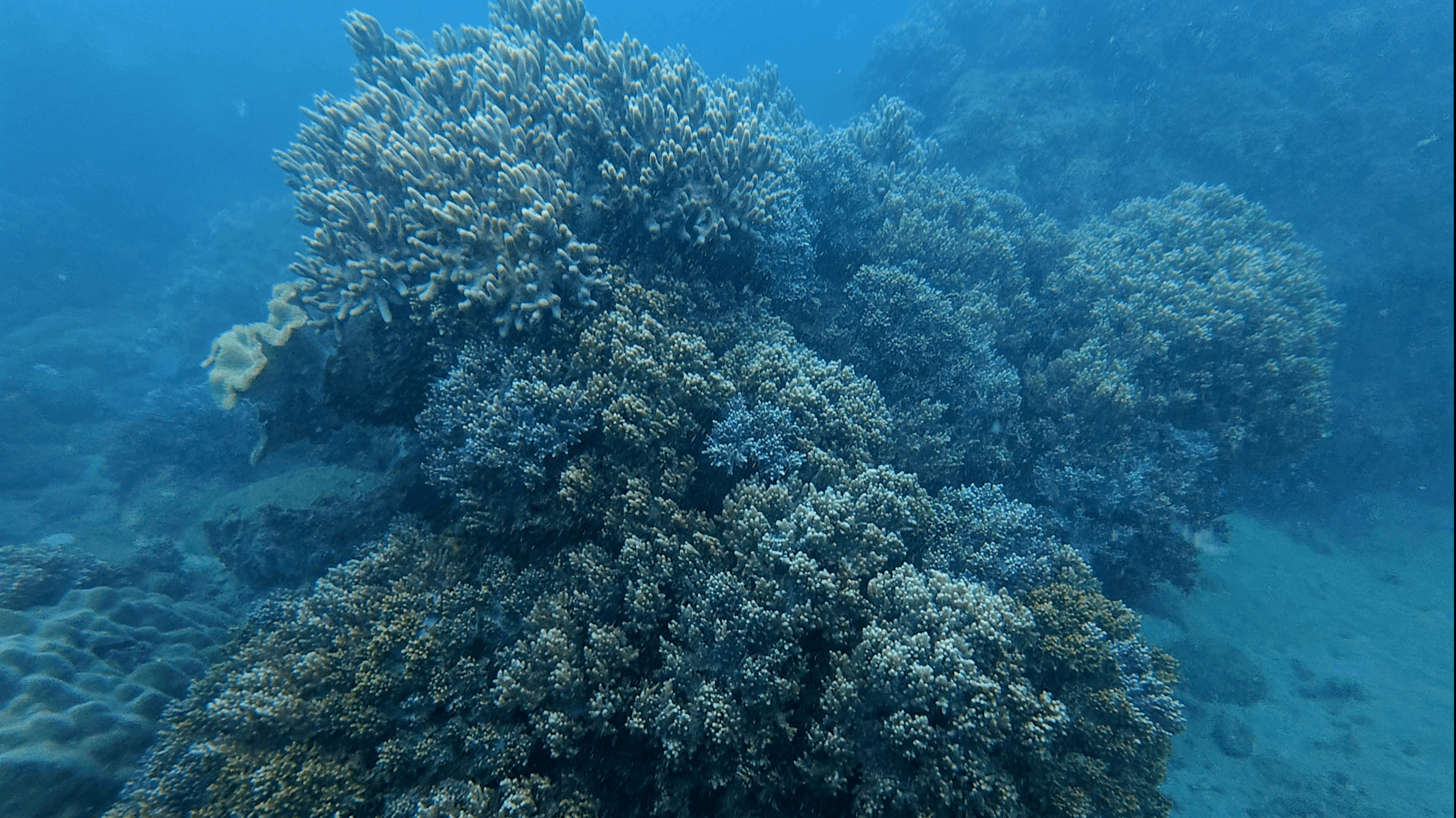 Branching staghorn coral bommie rising off the reef at Hon Dai, Cham Islands, Vietnam