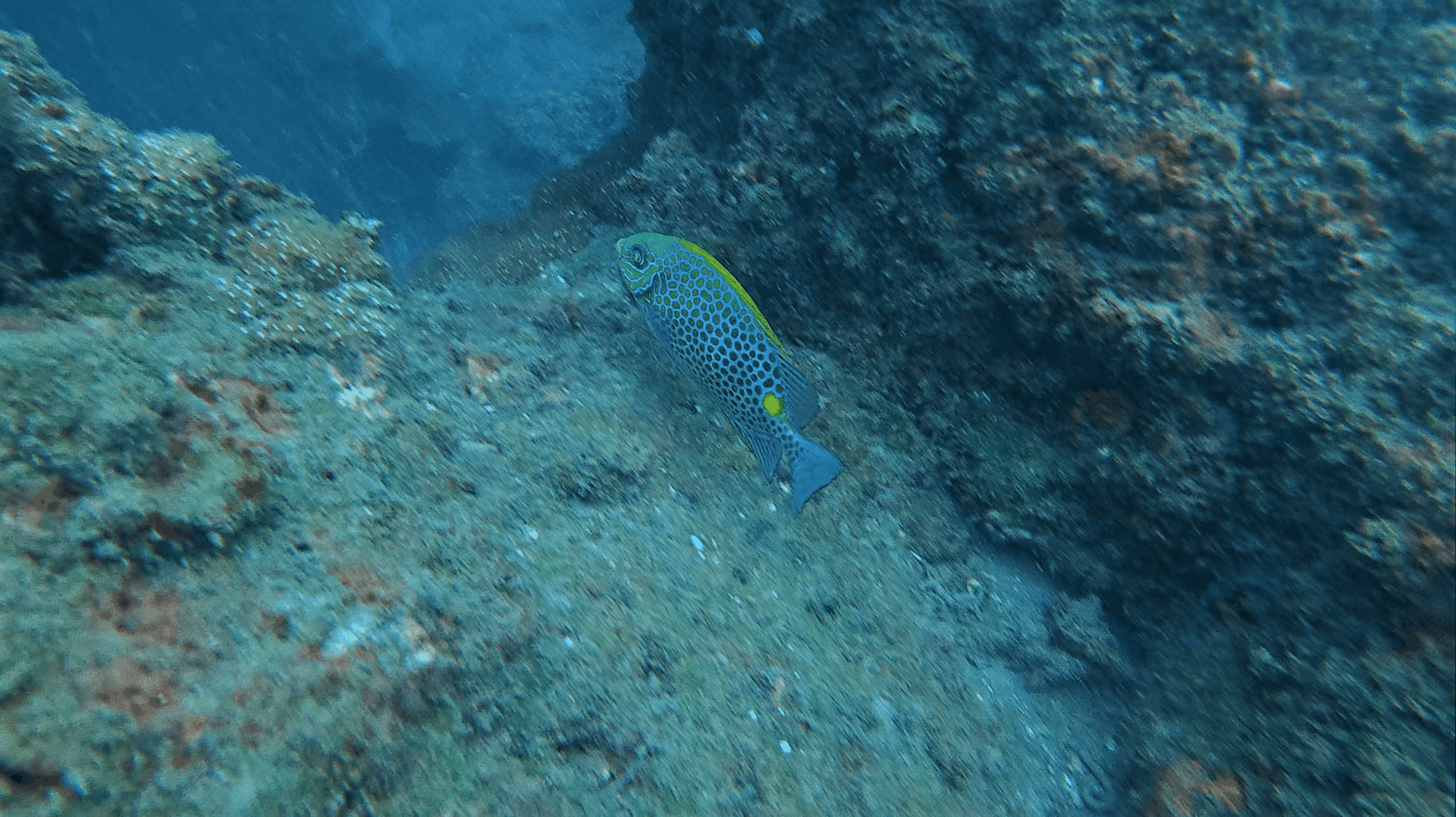 Spotted fish with a yellow marking swimming close over the rocky reef at Hon Dai, Cham Islands, Vietnam