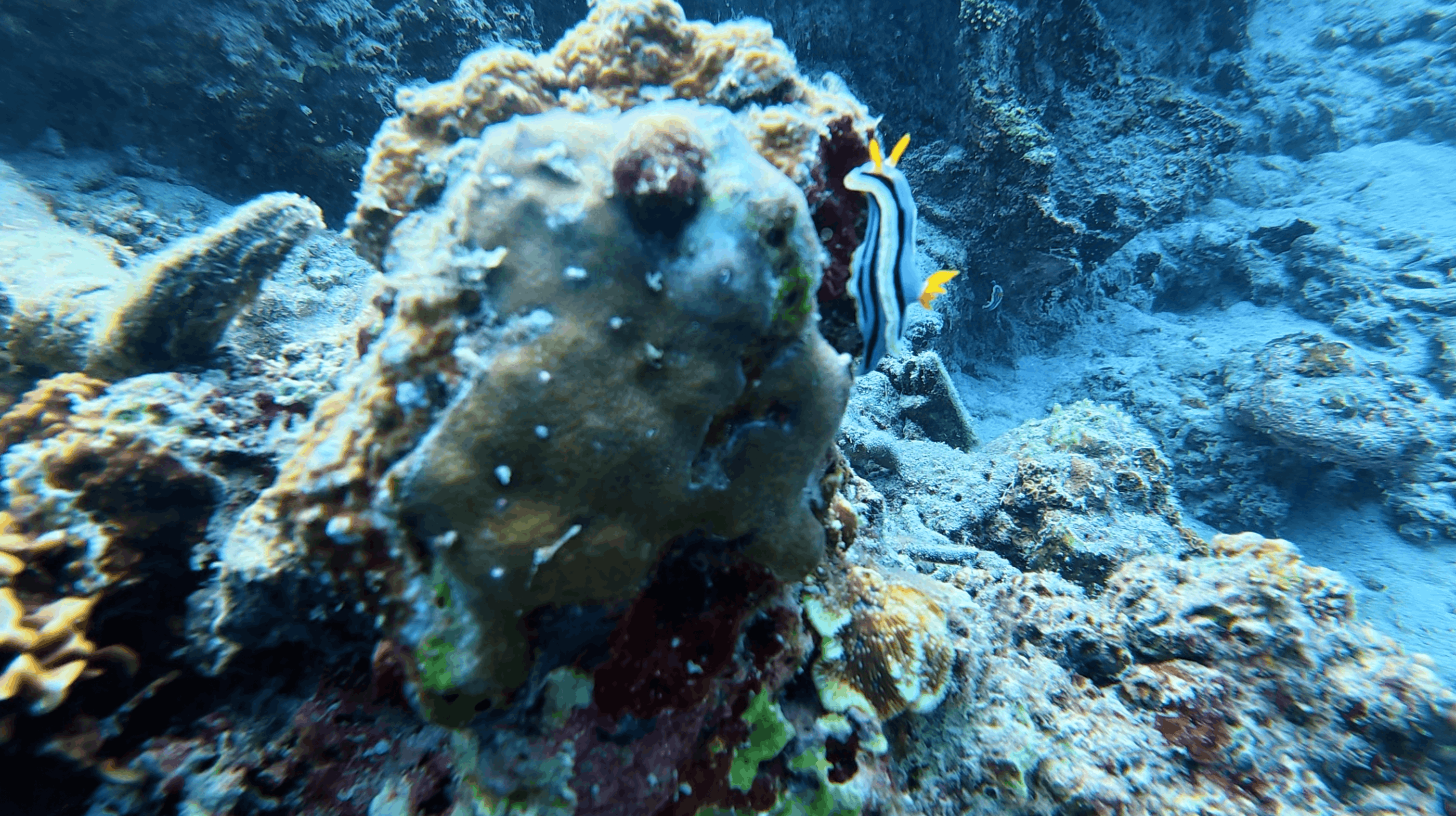 Nudibranch with dark stripes and yellow gills beside a large sponge covered coral head at Panagsama House Reef, Moalboal, Cebu, Philippines