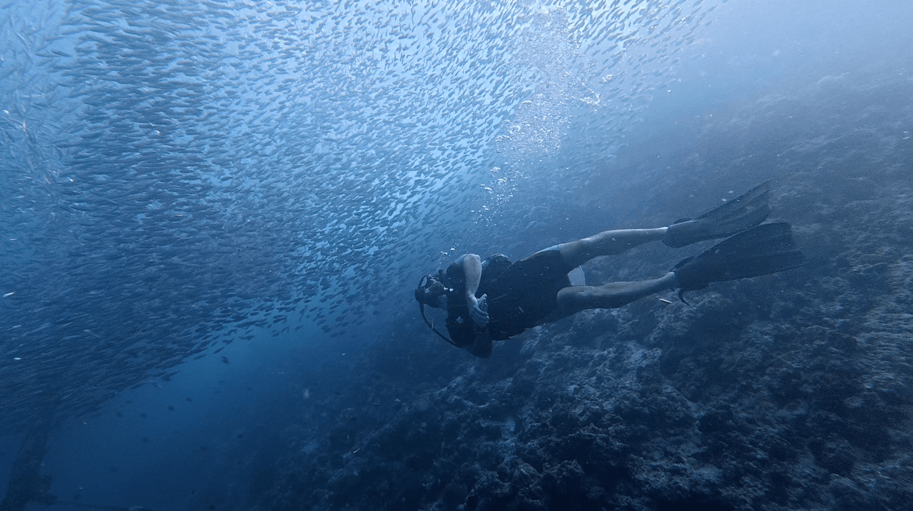 Diver silhouetted against a huge wall of sardines at Panagsama House Reef, Moalboal, Cebu, Philippines