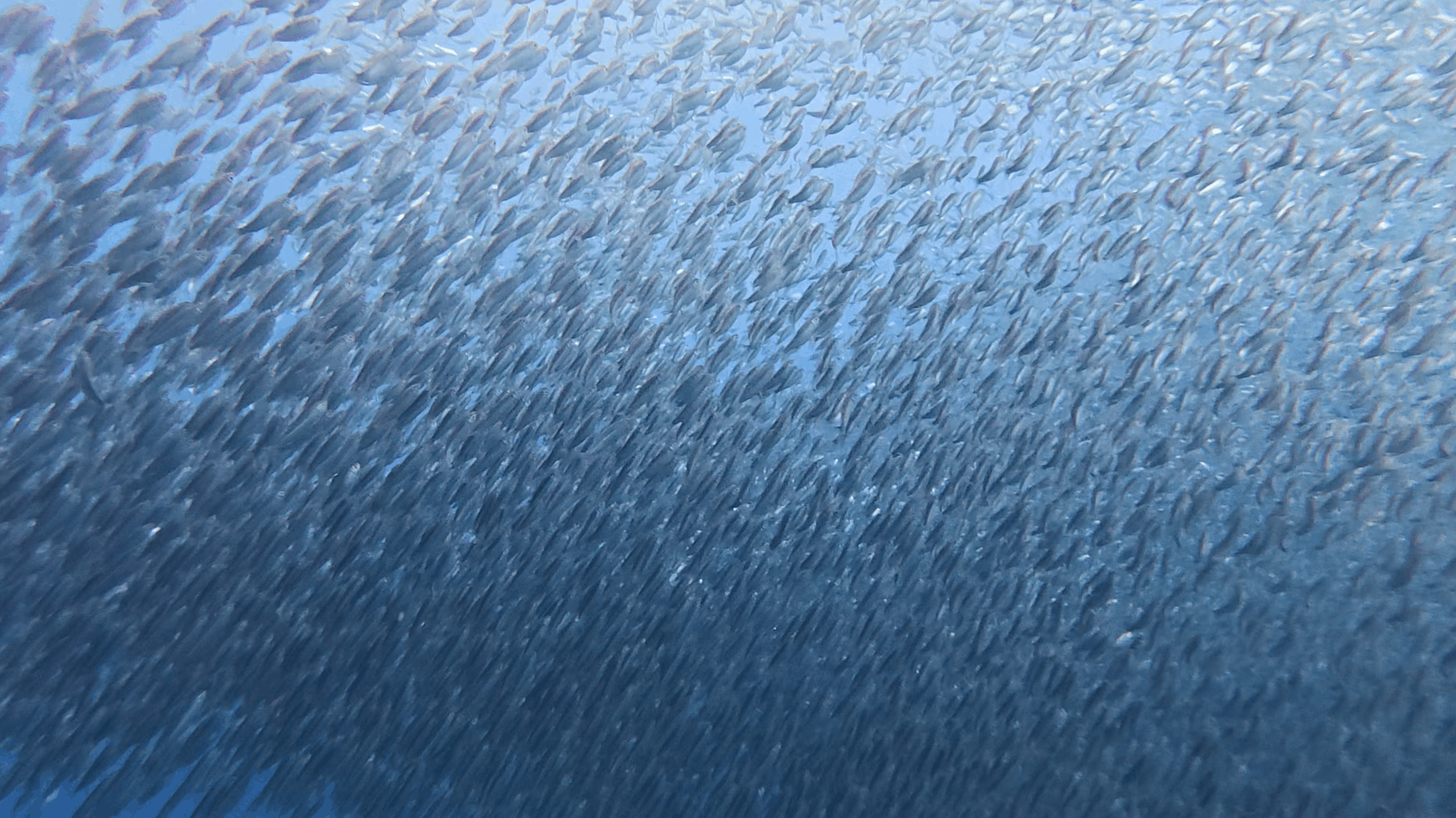 Close view of thousands of sardines packed together at Panagsama House Reef, Moalboal, Cebu, Philippines