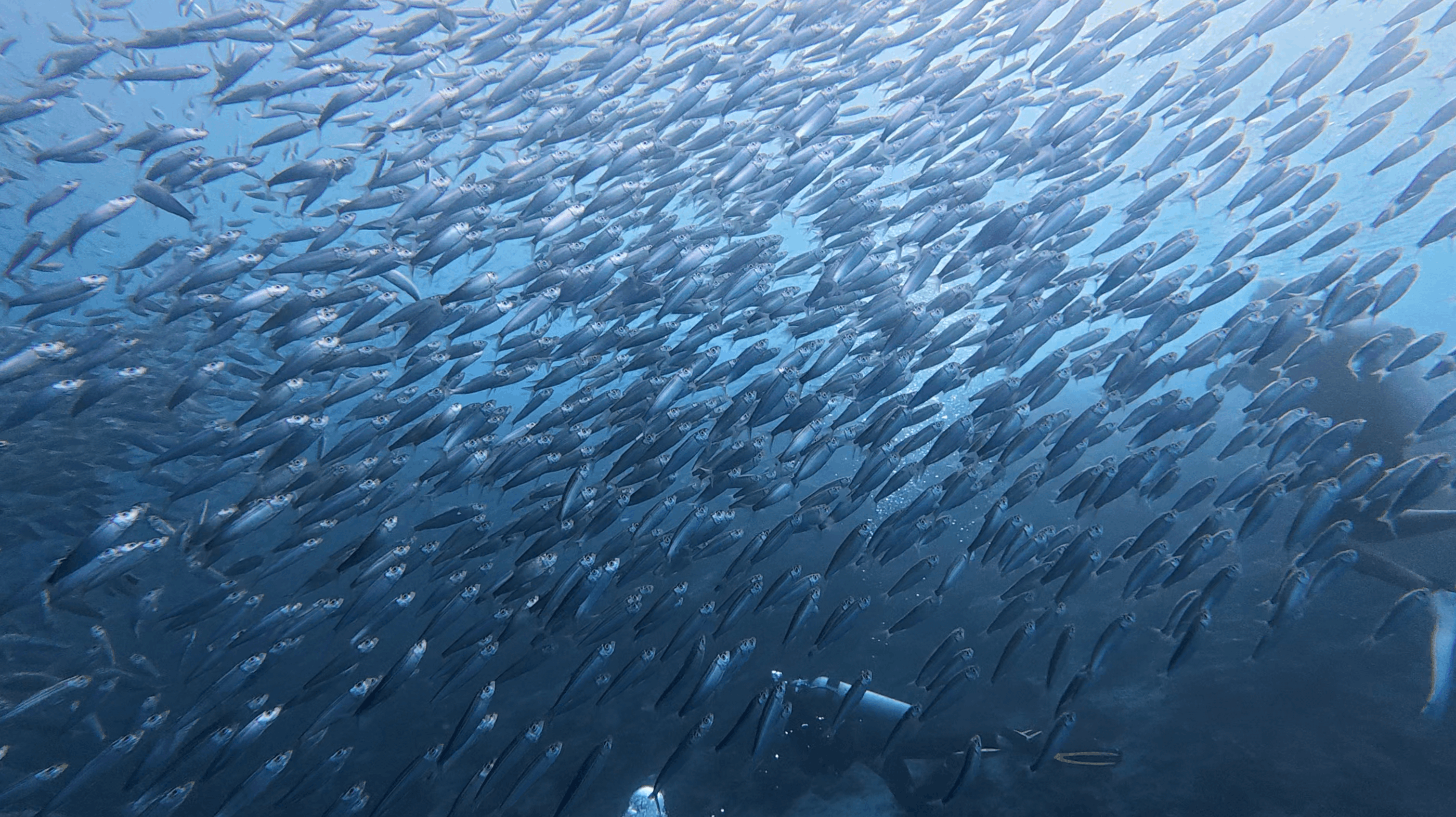 Sardine school overhead with a diver and bubbles beneath it at Panagsama House Reef, Moalboal, Cebu, Philippines