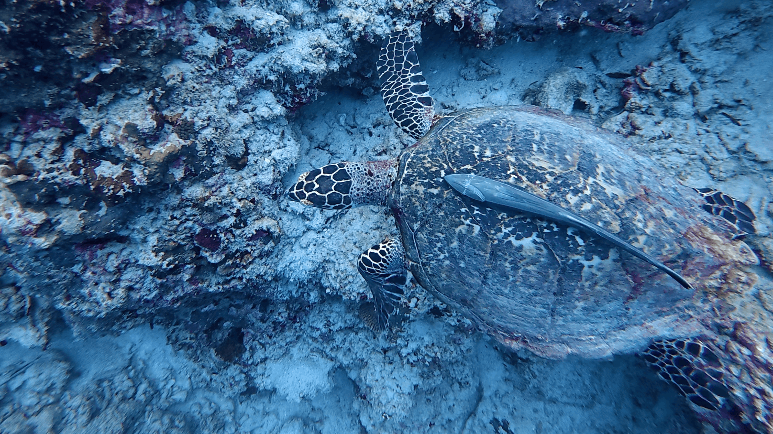 Sea turtle with a remora attached to its shell resting on the reef at Panagsama House Reef, Moalboal, Cebu, Philippines