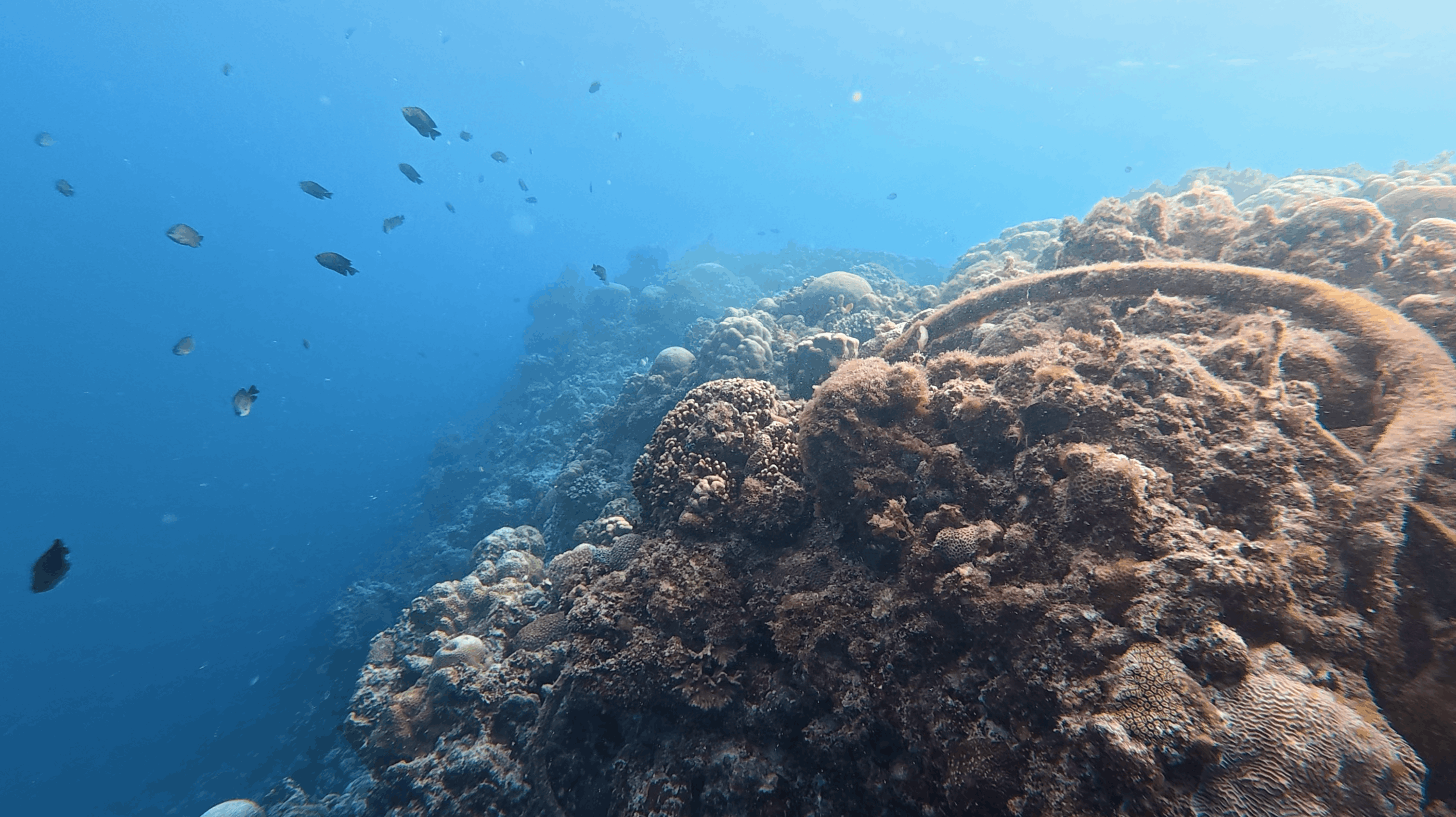 Reef slope dropping into blue with damselfish over boulder corals at Panagsama House Reef, Moalboal, Cebu, Philippines
