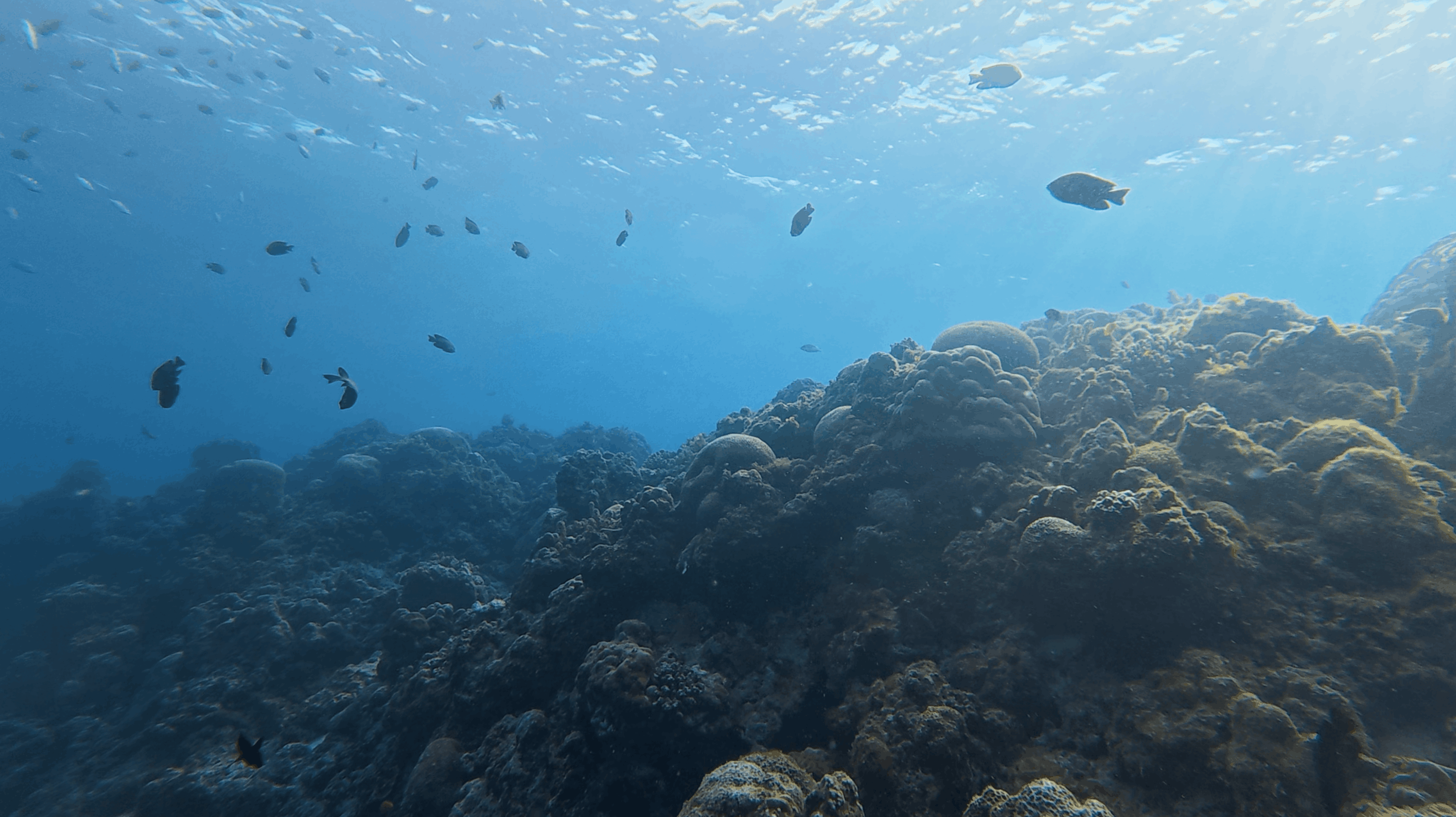 Shallow reef top in sunlight with damselfish above the coral at Panagsama House Reef, Moalboal, Cebu, Philippines