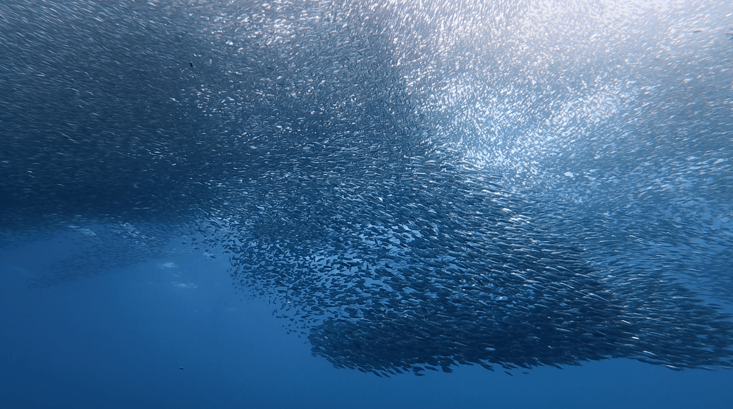 Sardine cloud lit from above by the morning sun at Panagsama House Reef, Moalboal, Cebu, Philippines