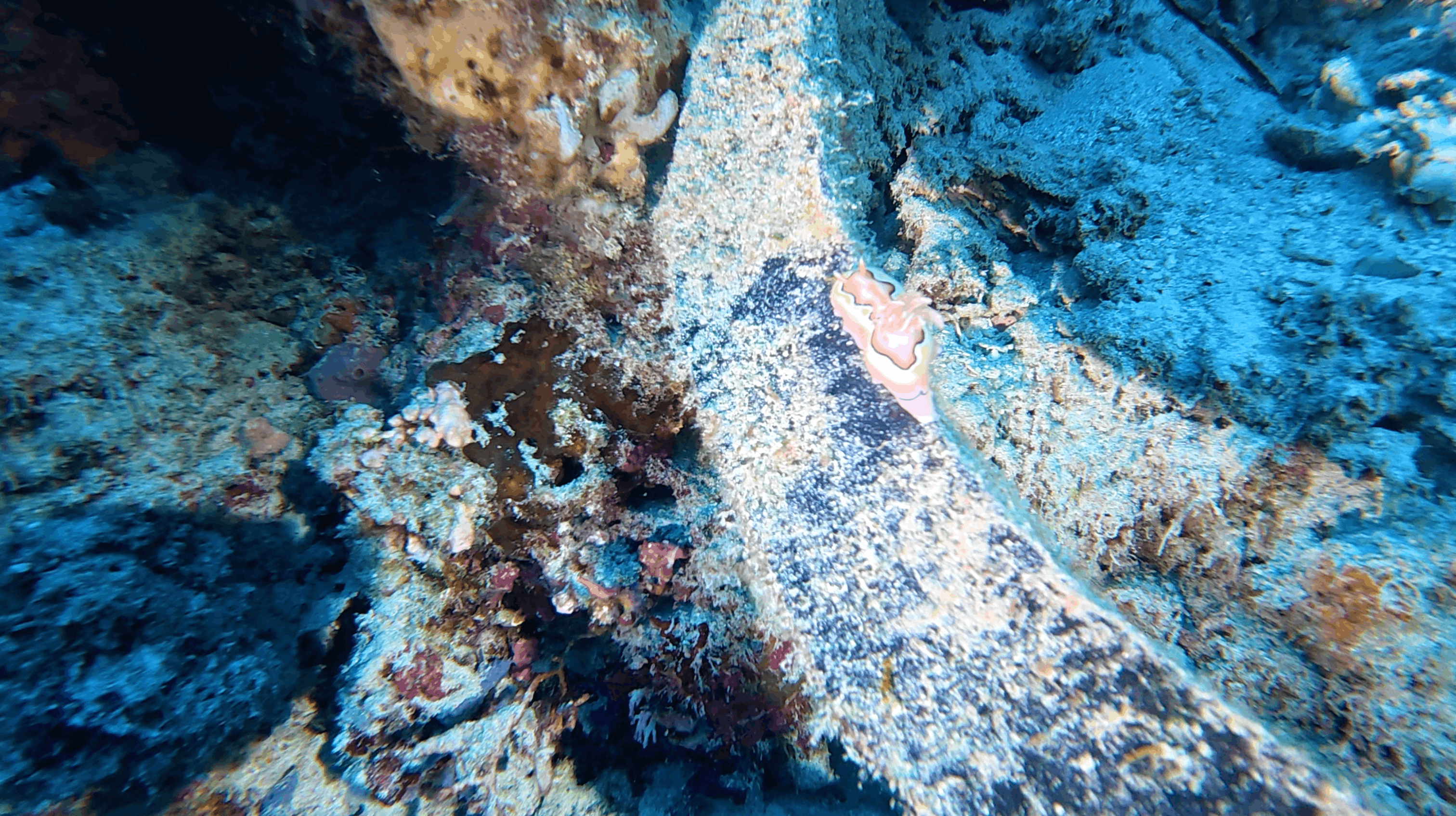 Pink and white nudibranch on encrusted rock at Panagsama House Reef, Moalboal, Cebu, Philippines