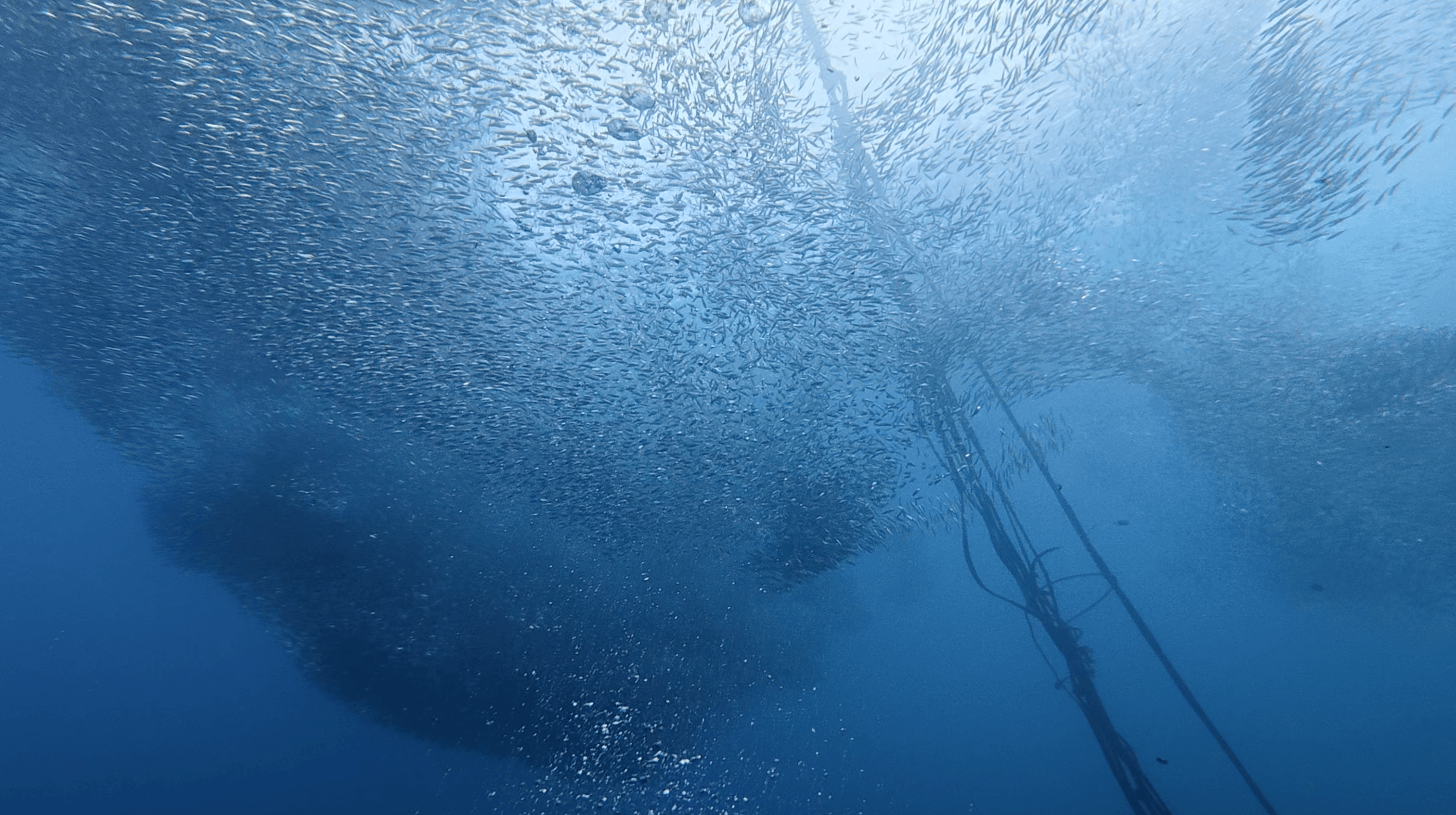 Sardines massed around a mooring line running to the surface at Panagsama House Reef, Moalboal, Cebu, Philippines