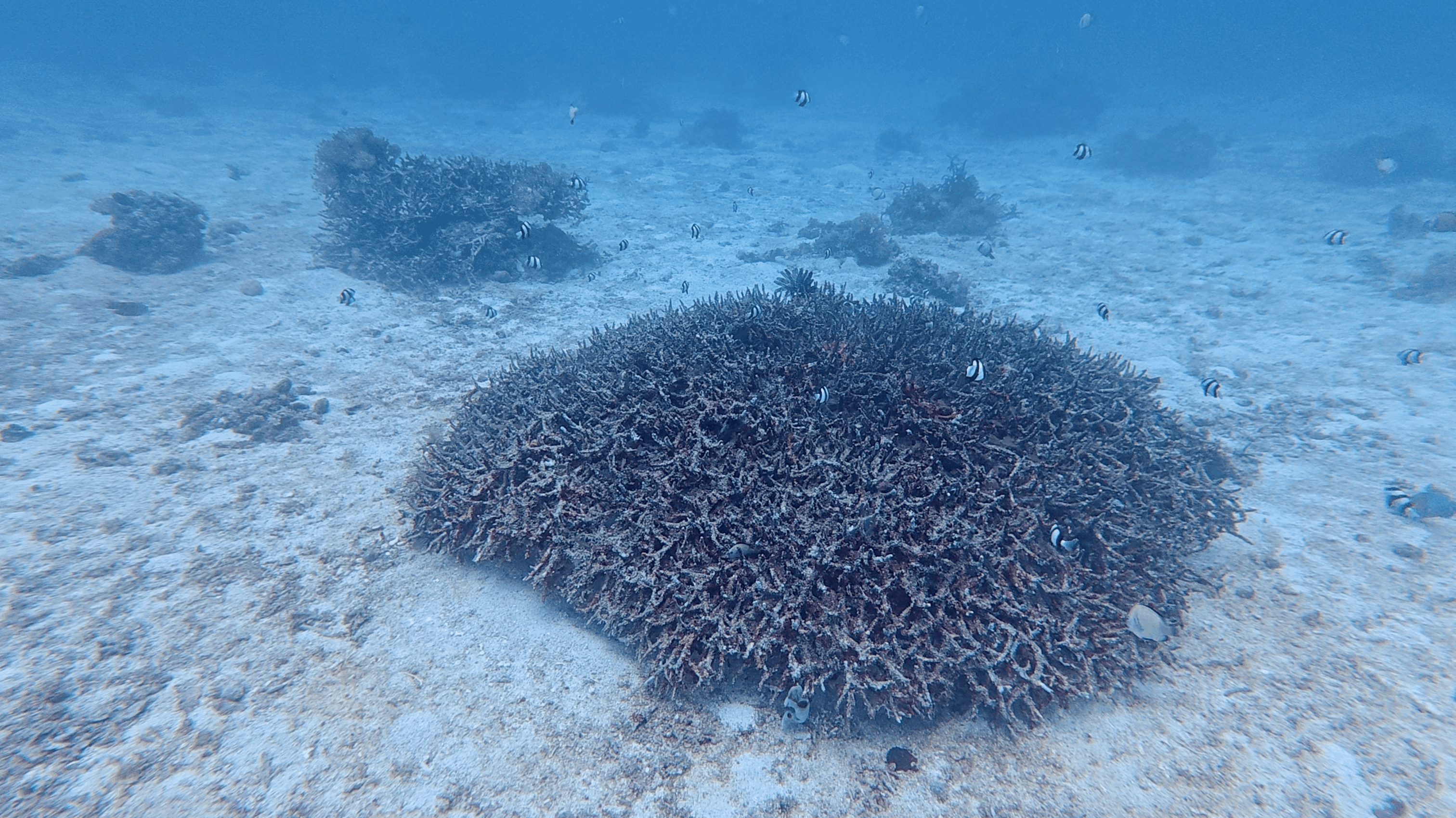 Coral head on the sand plateau at Monad Shoal, Malapascua, Philippines